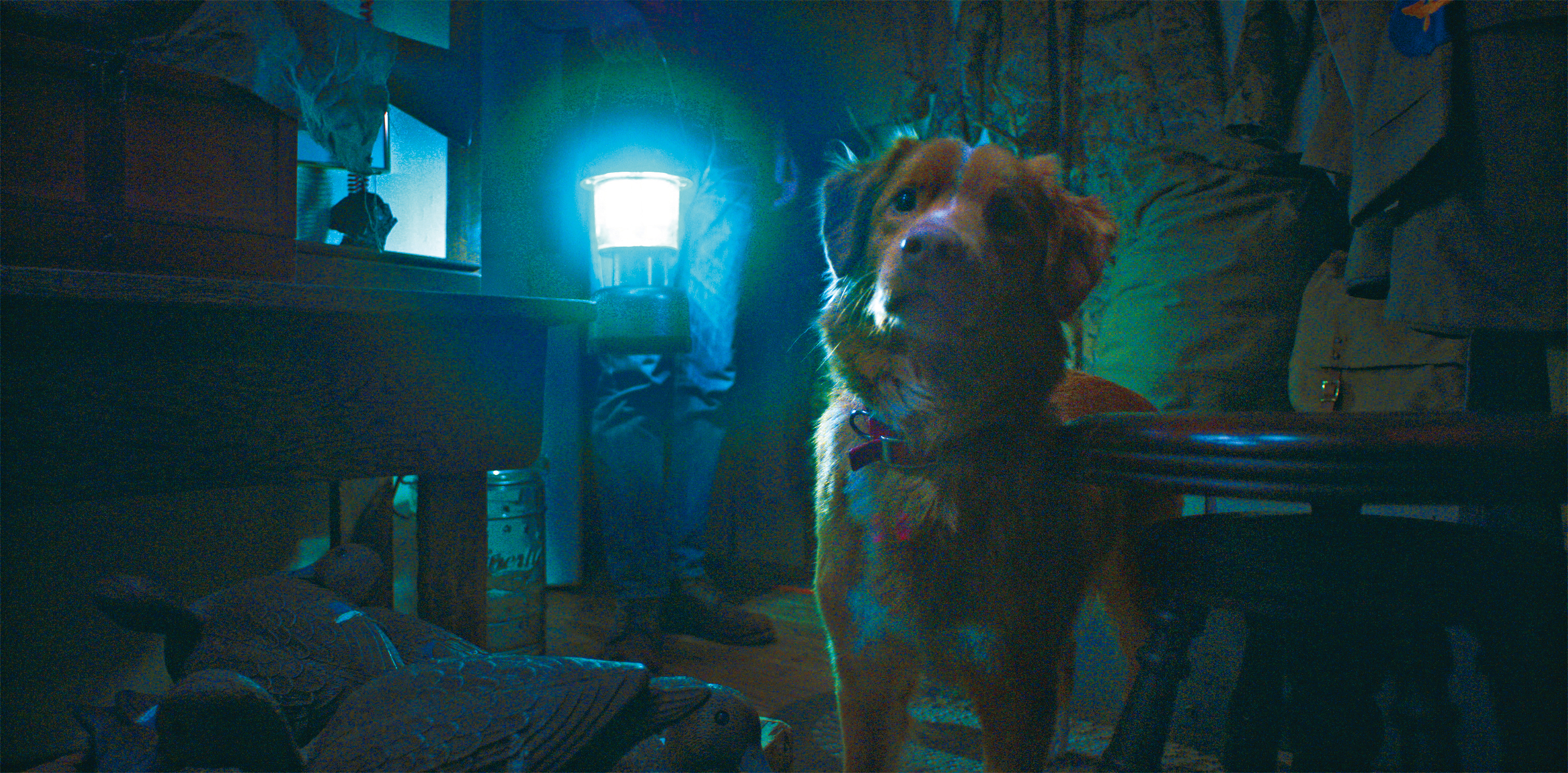 可愛狗狗跟主人回到鄉間老屋，卻察覺一股超自然力量即將來襲，牠更鼓起勇氣奮力對抗邪惡勢力。（好威映象提供）