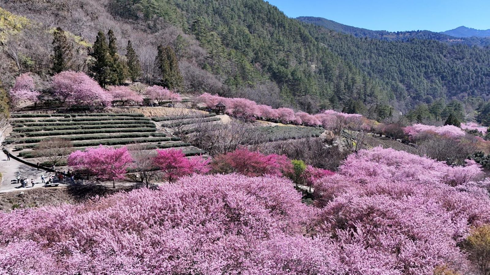 台中武陵農場正值櫻花季，園內櫻花和油菜花的花況都很不錯。（翻攝自武陵農場 Wuling Farm 臉書）