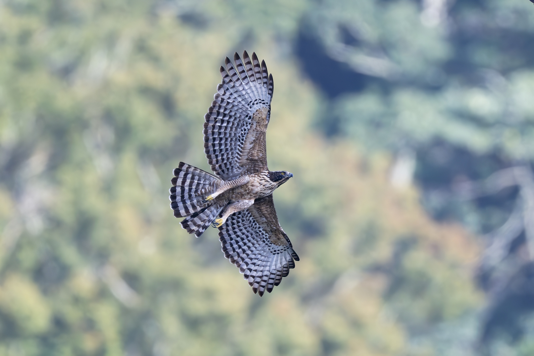 紀錄片《飛吧!熊鷹》呈現熊鷹的生命歷程與生存環境。(采昌國際多媒體提供)