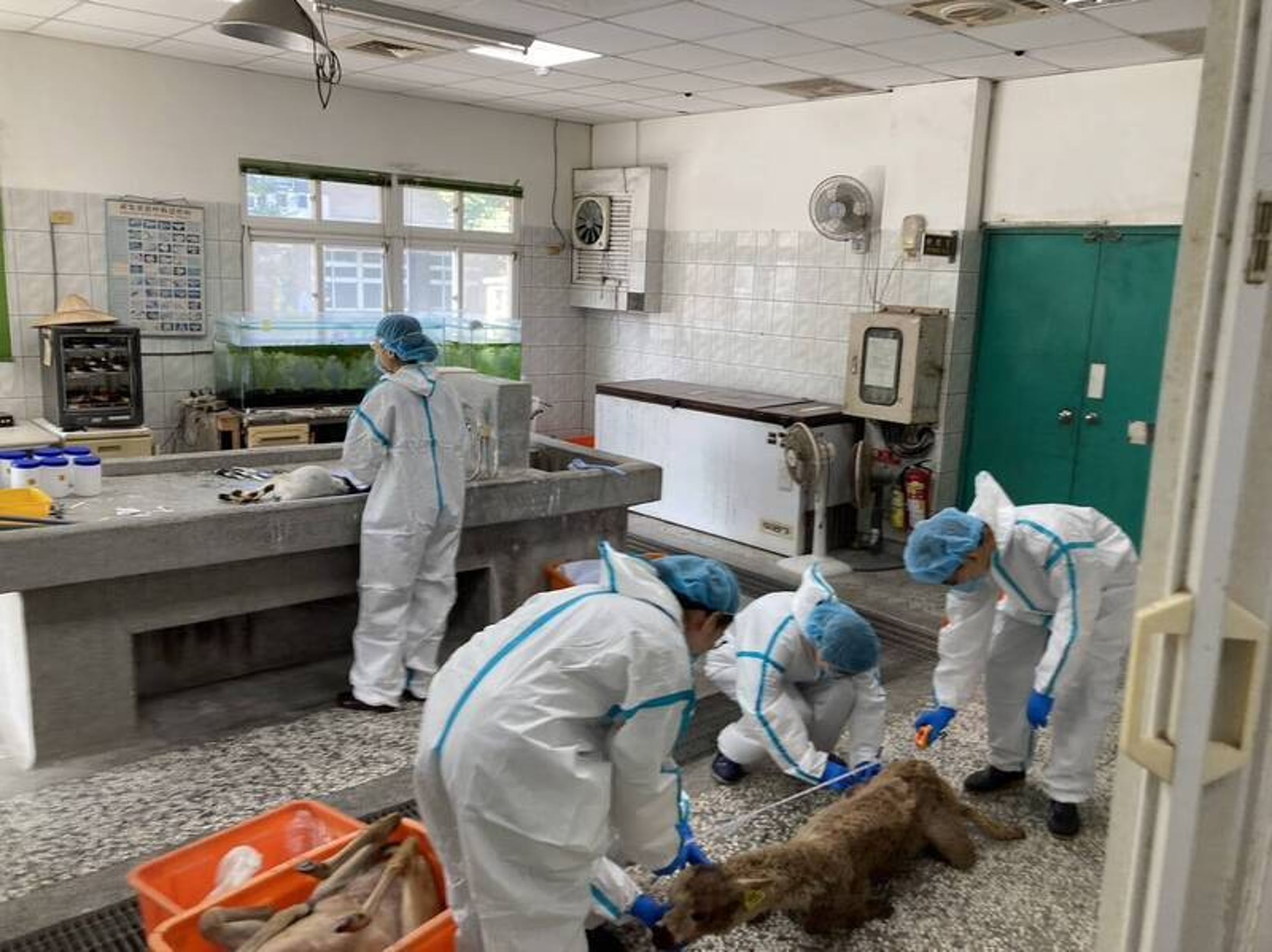 獸醫團隊在死亡的動物體內驗出劇毒。（翻攝畫面）
