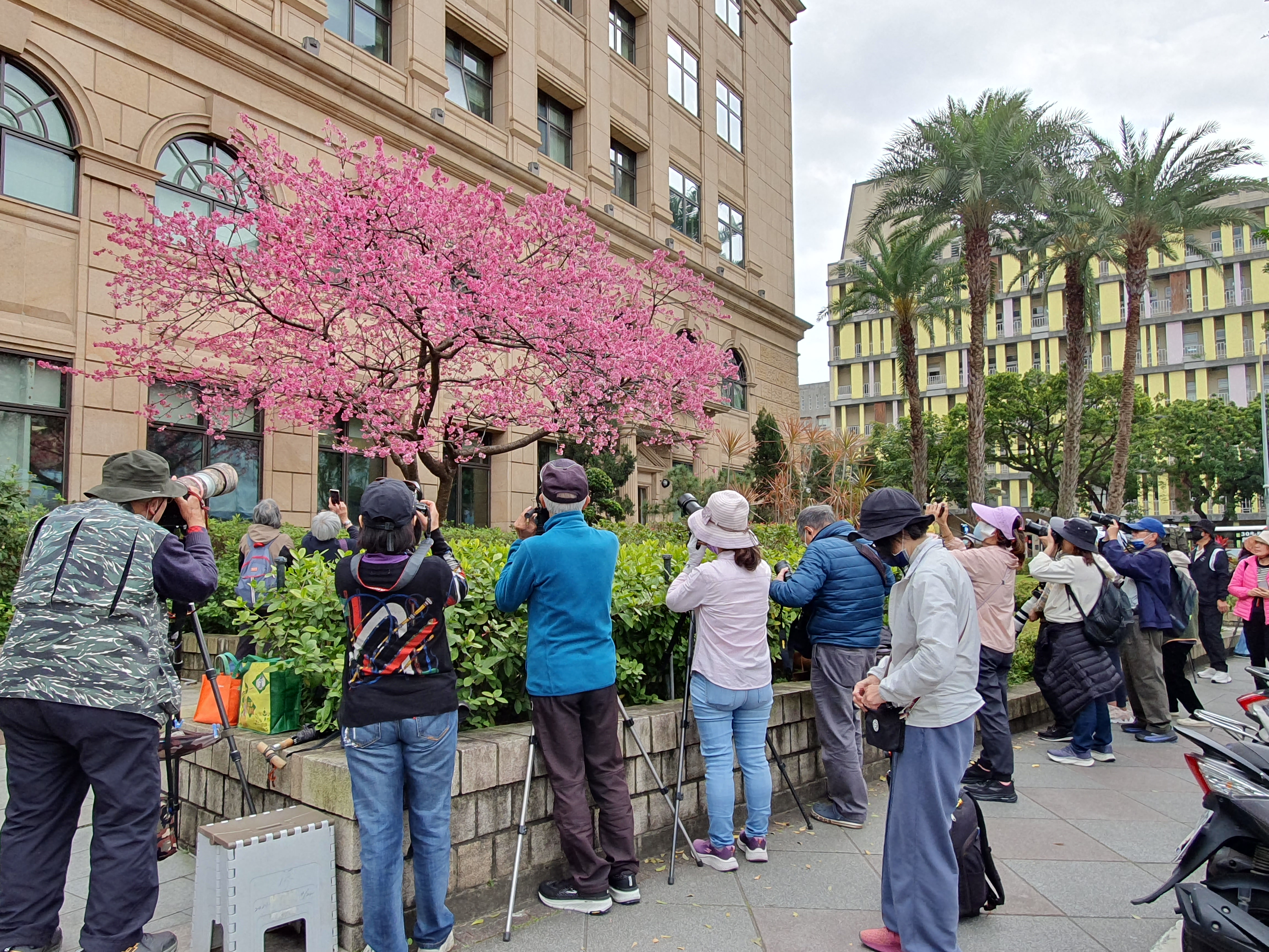最高檢察署櫻花盛開，吸引不少攝影行家拍照，且有綠繡眼棲息其間，成為花園祕境。（最高檢提供）