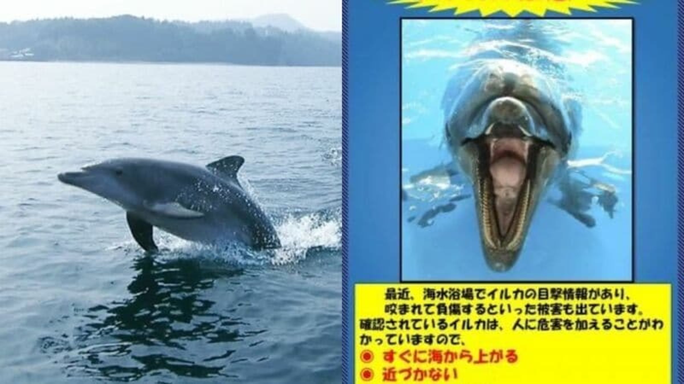 日本驚爆「海豚恐攻人類」 專家研判牠性欲高漲硬上！今夏至少18泳客被