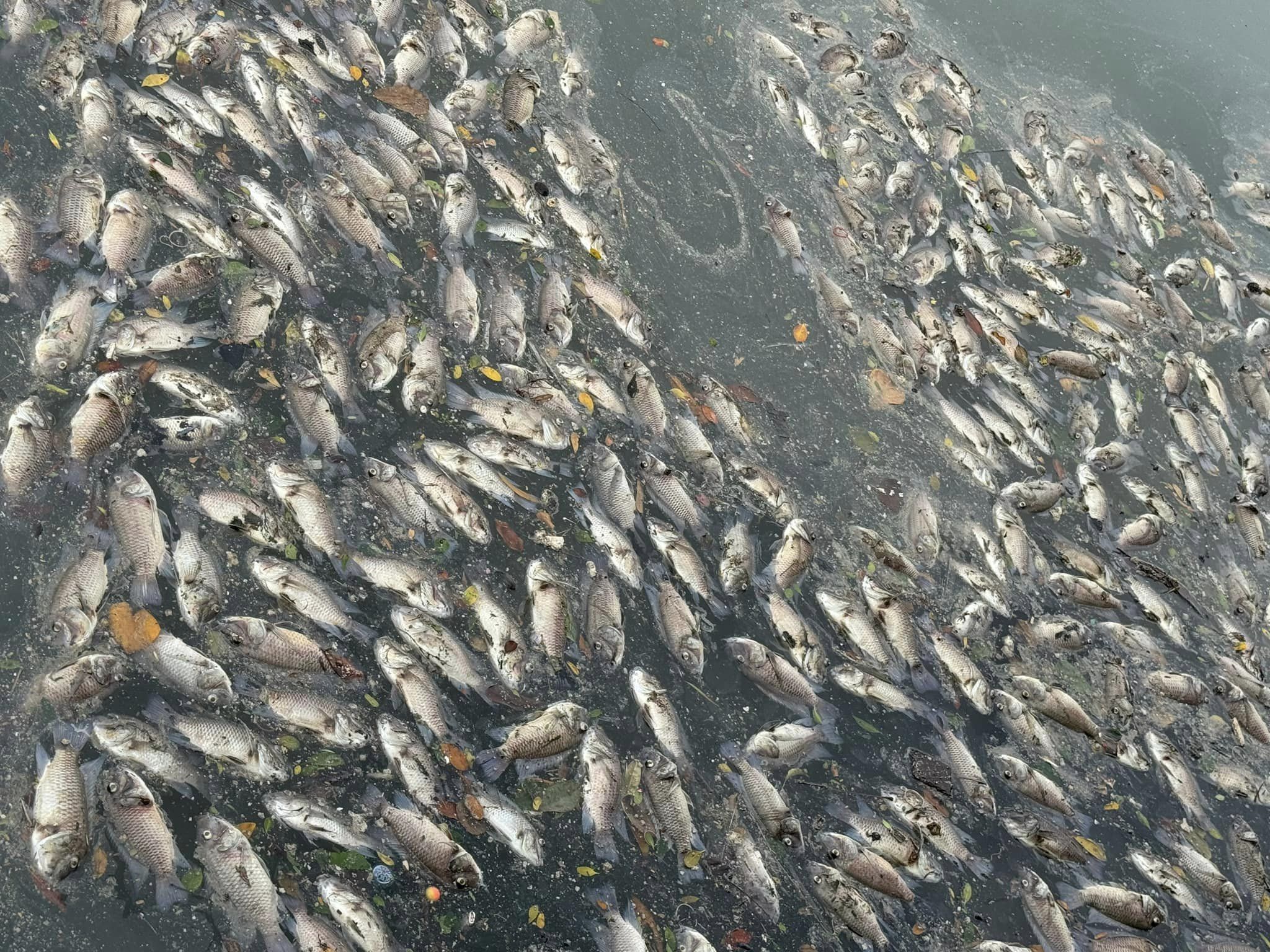 台南市安平運河盲段1日漂滿死魚。（翻攝臉書社團「台南大小事」）