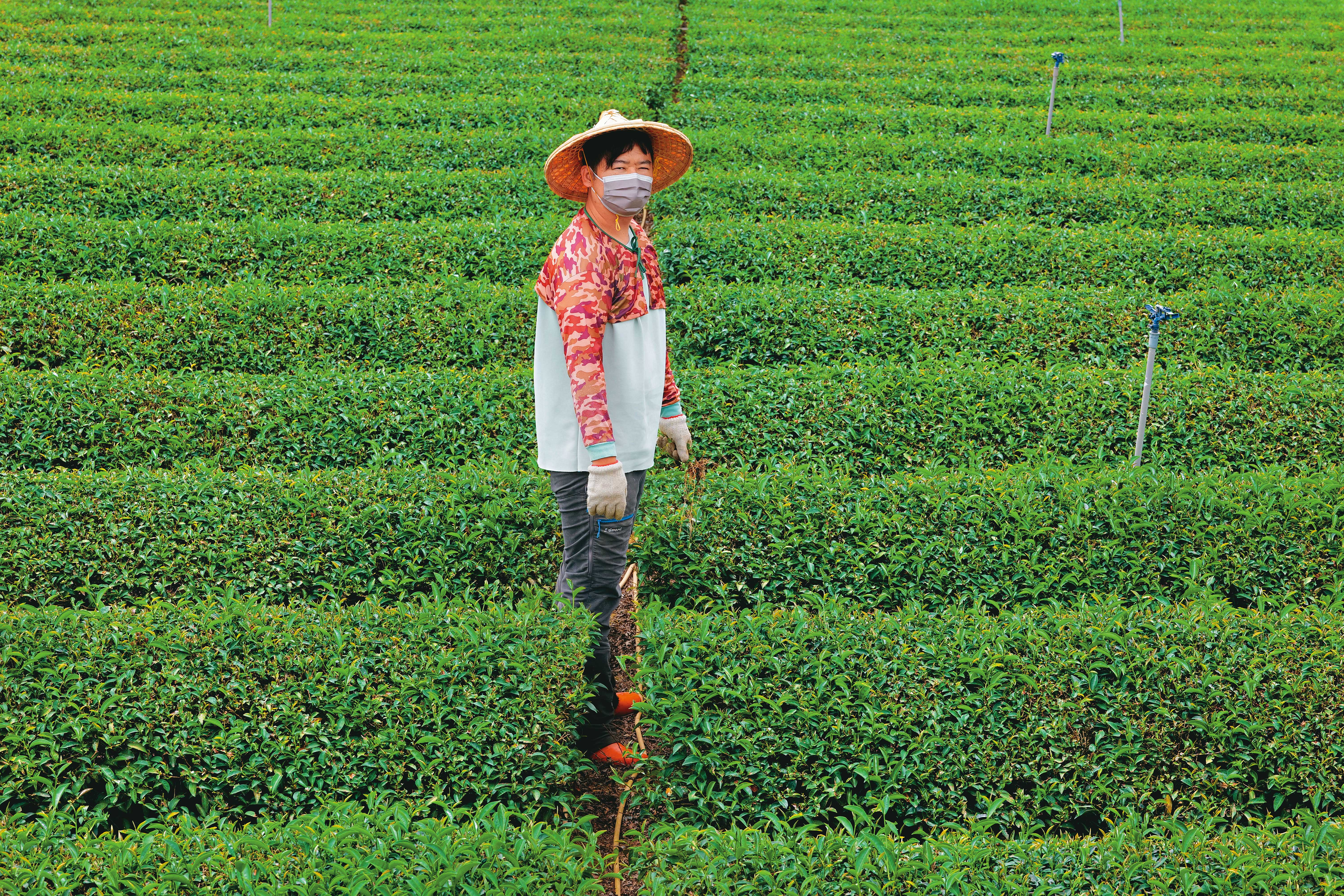 百億茶產業浩劫1／電機男捨百萬年薪返鄉種茶　見垃圾焚化爐恐釀手搖飲浩劫心碎
