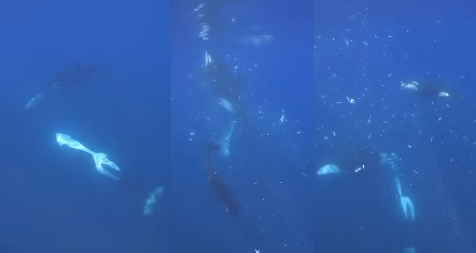 2頭虎鯨高默契的合作，由其中一頭固定翻車魚尾鰭，另一頭則以極高速度衝撞，將體型龐大的翻車魚撞成數千塊組織碎片。（翻攝自youtube／Frontiers）