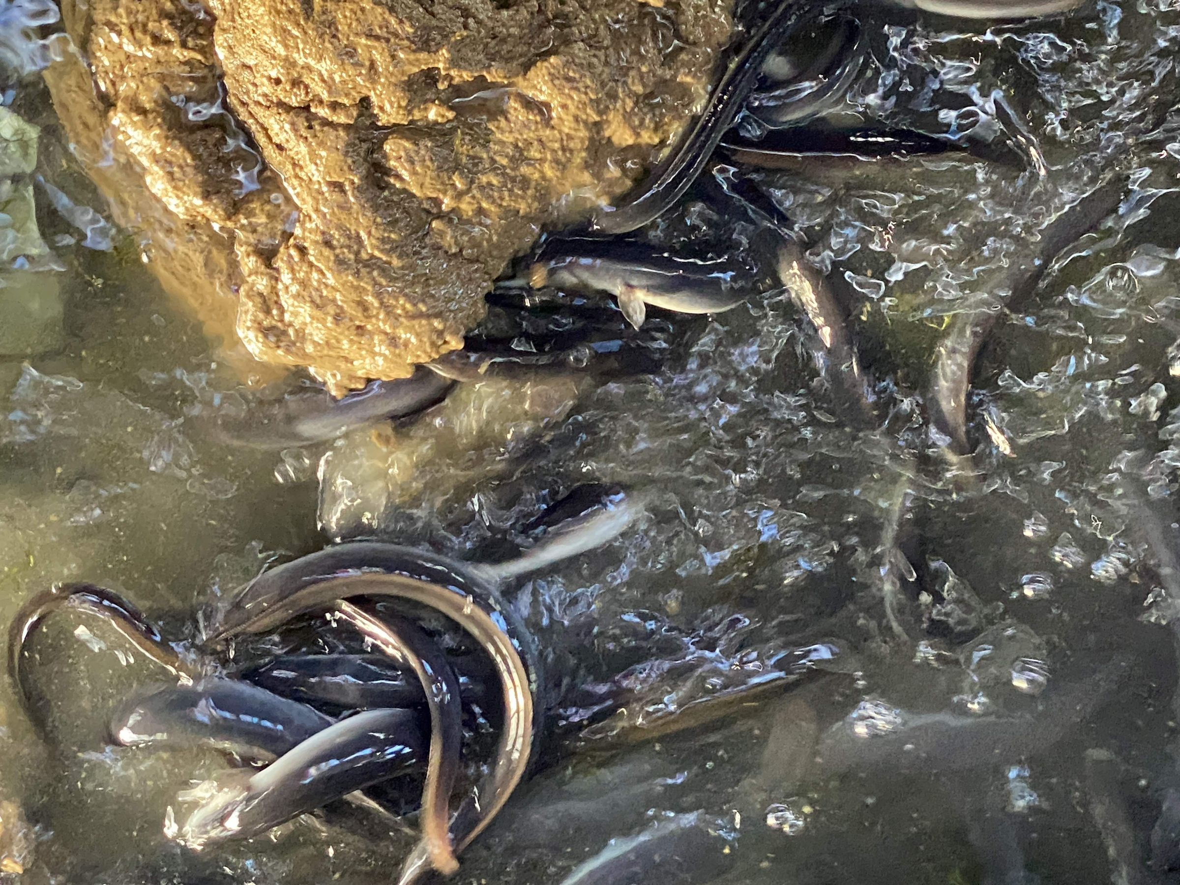 使用台灣養殖外銷日本等級的青口新鰻，鰻魚養殖過程採用傳統粉料拌水調製的飼料餵養，幫助鰻魚充分攝食與吸收營養，透過細緻的養殖管理，培育出腹部帶有青綠色澤、肉質細緻、油脂豐潤的高品質新鰻。（名代 宇奈とと提供）