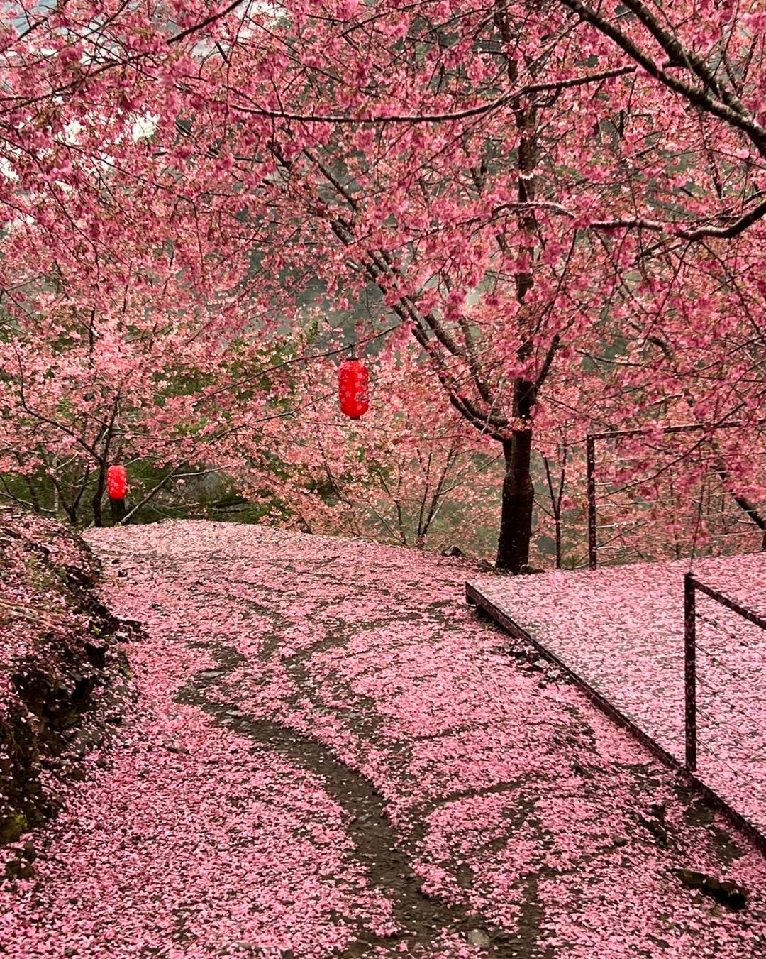 新竹縣尖石鄉「霞喀羅櫻花谷」因春雨打落園內櫻花提前宣布休園。（翻攝自新竹霞喀羅櫻花谷臉書）