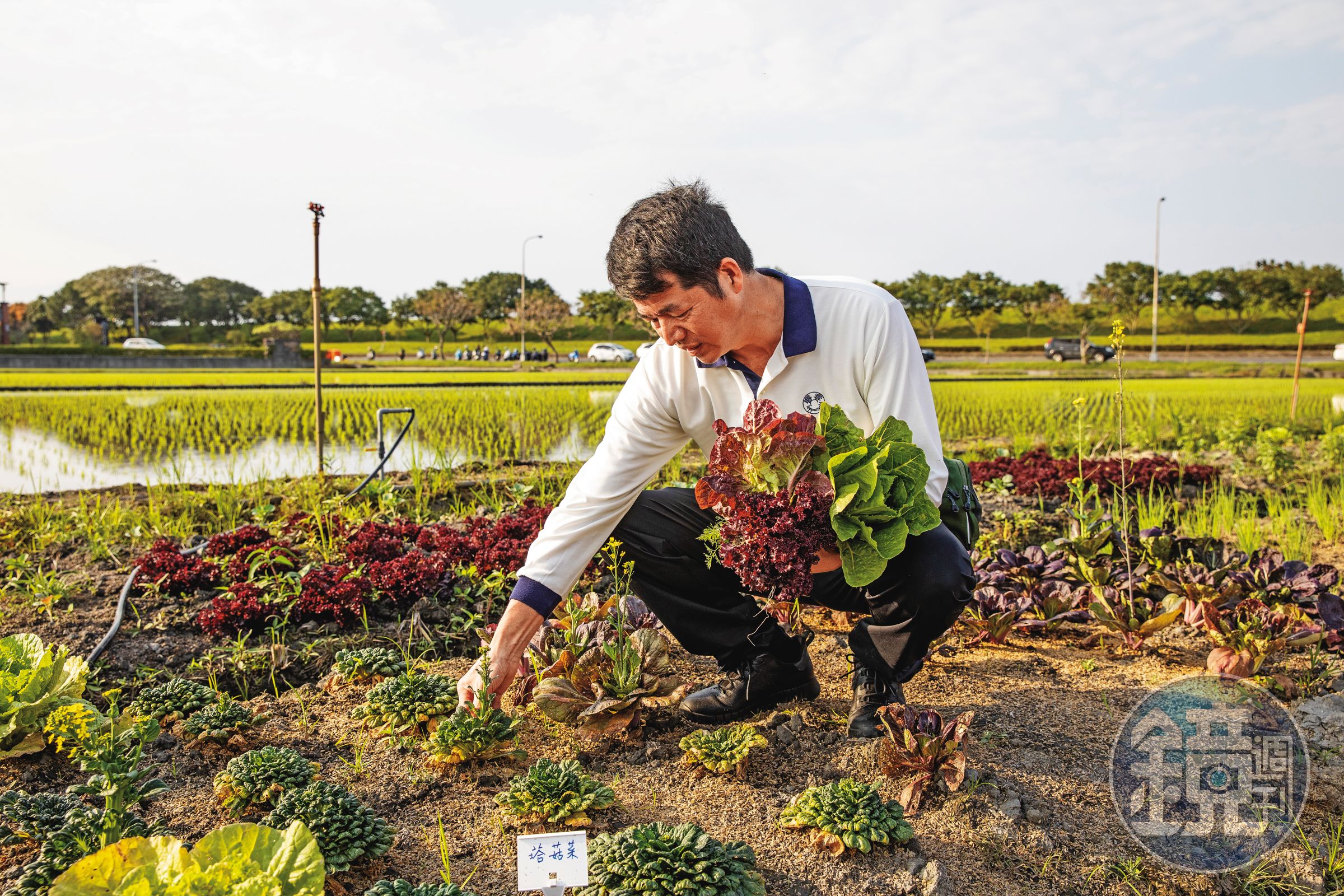 為了讓客人能體驗用餐前親手拔菜，程智勇開闢800坪開心農場，無農藥栽種蔬果。