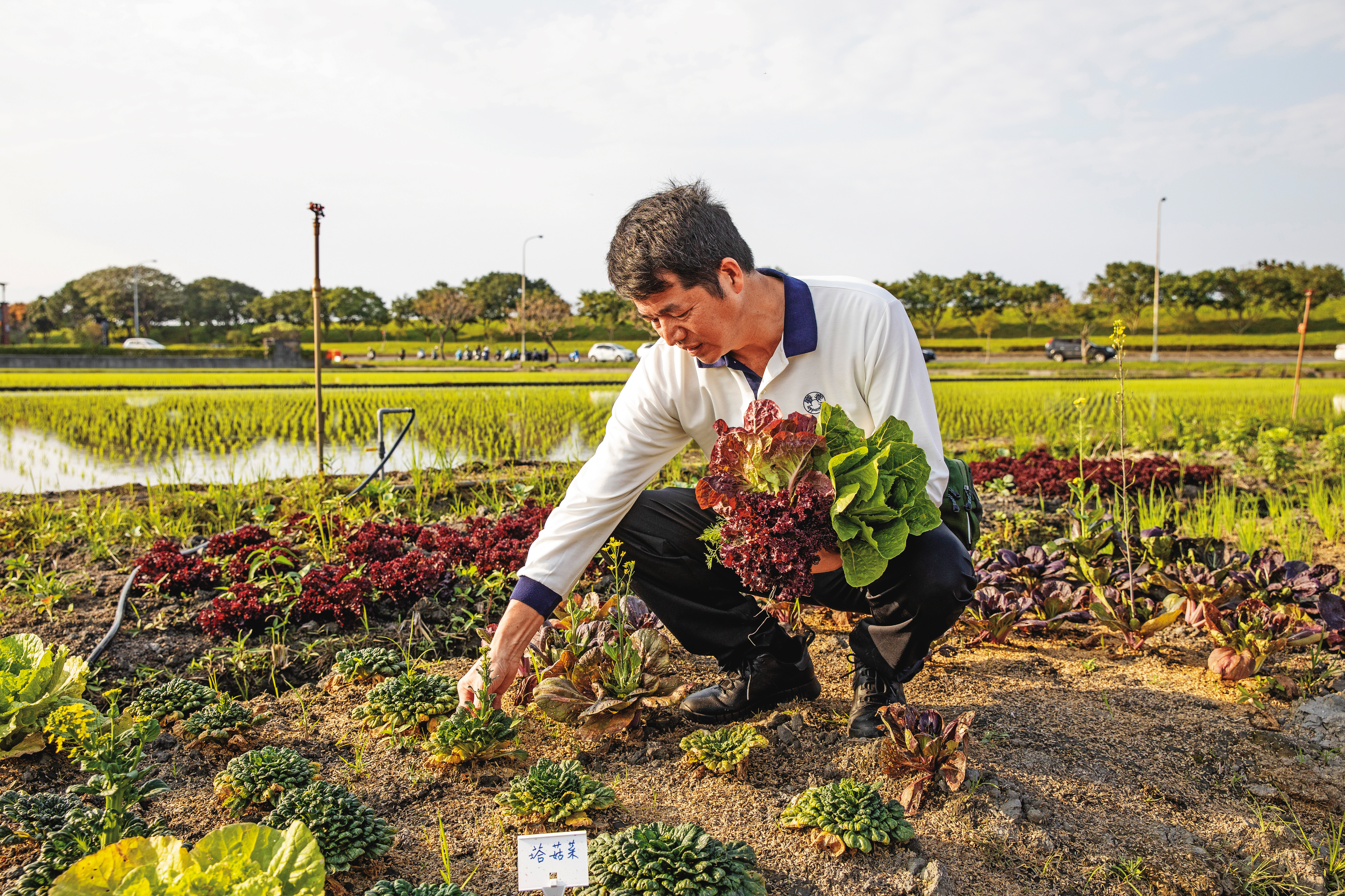 為了讓客人能體驗用餐前親手拔菜，程智勇開闢800坪開心農場，無農藥栽種蔬果。