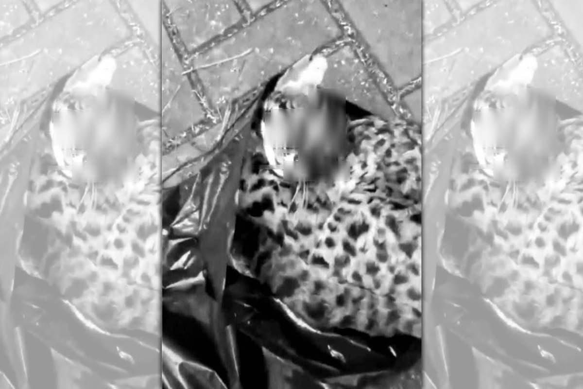 中檢接獲不肖人士違法獵捕販賣第一級保育類野生動物石虎之情資。（資料照片）