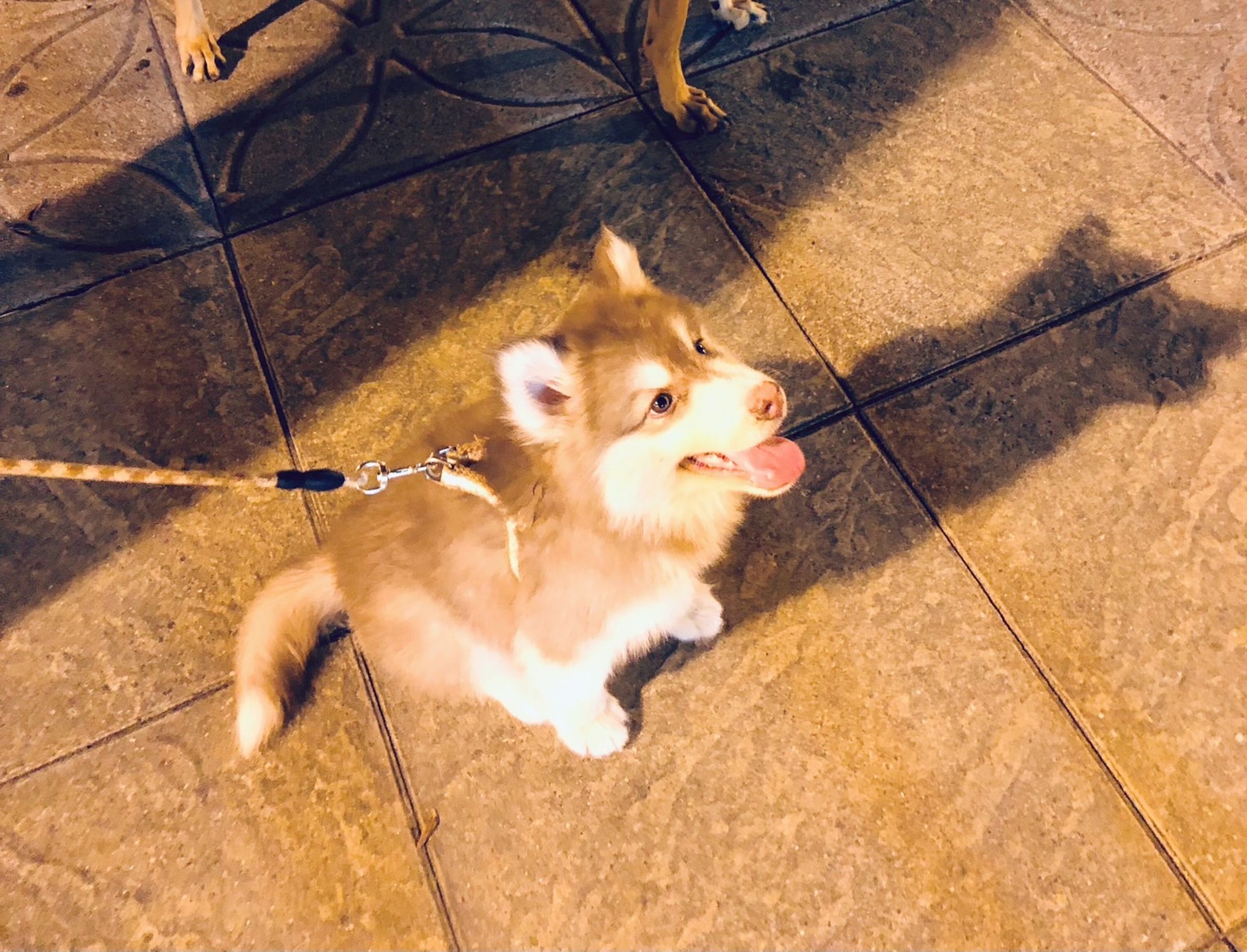 幼犬活潑好動更應該繫緊牽繩。（新北動保處提供）