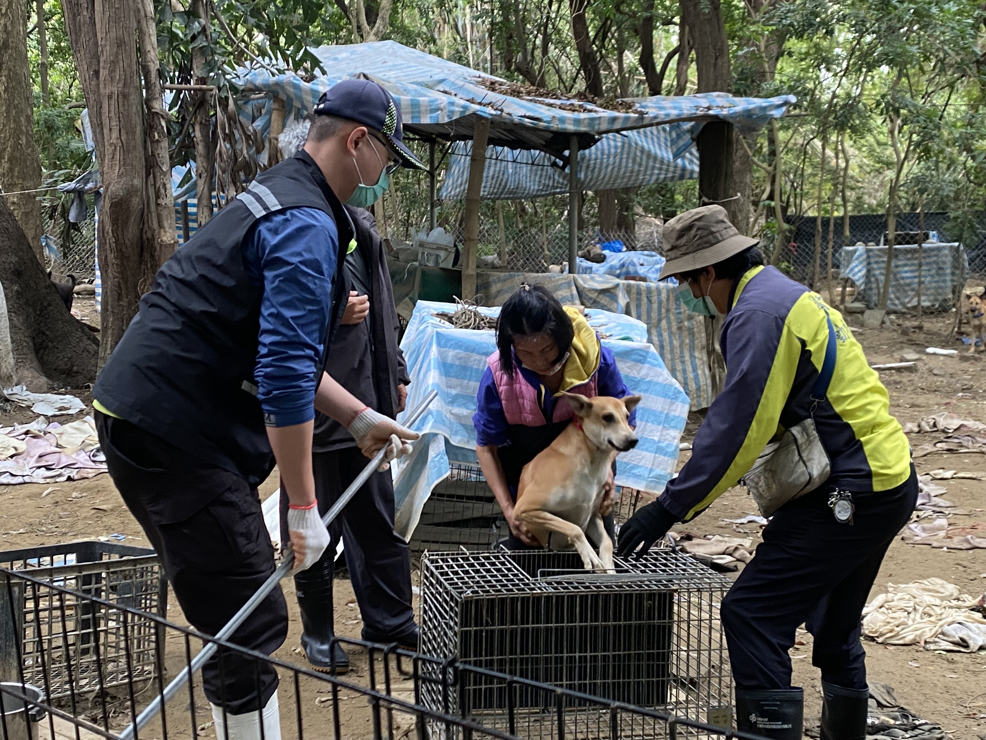 台南市動保處移除南區哈赫拿爾森林內流浪犬隻。（台南市政府提供）