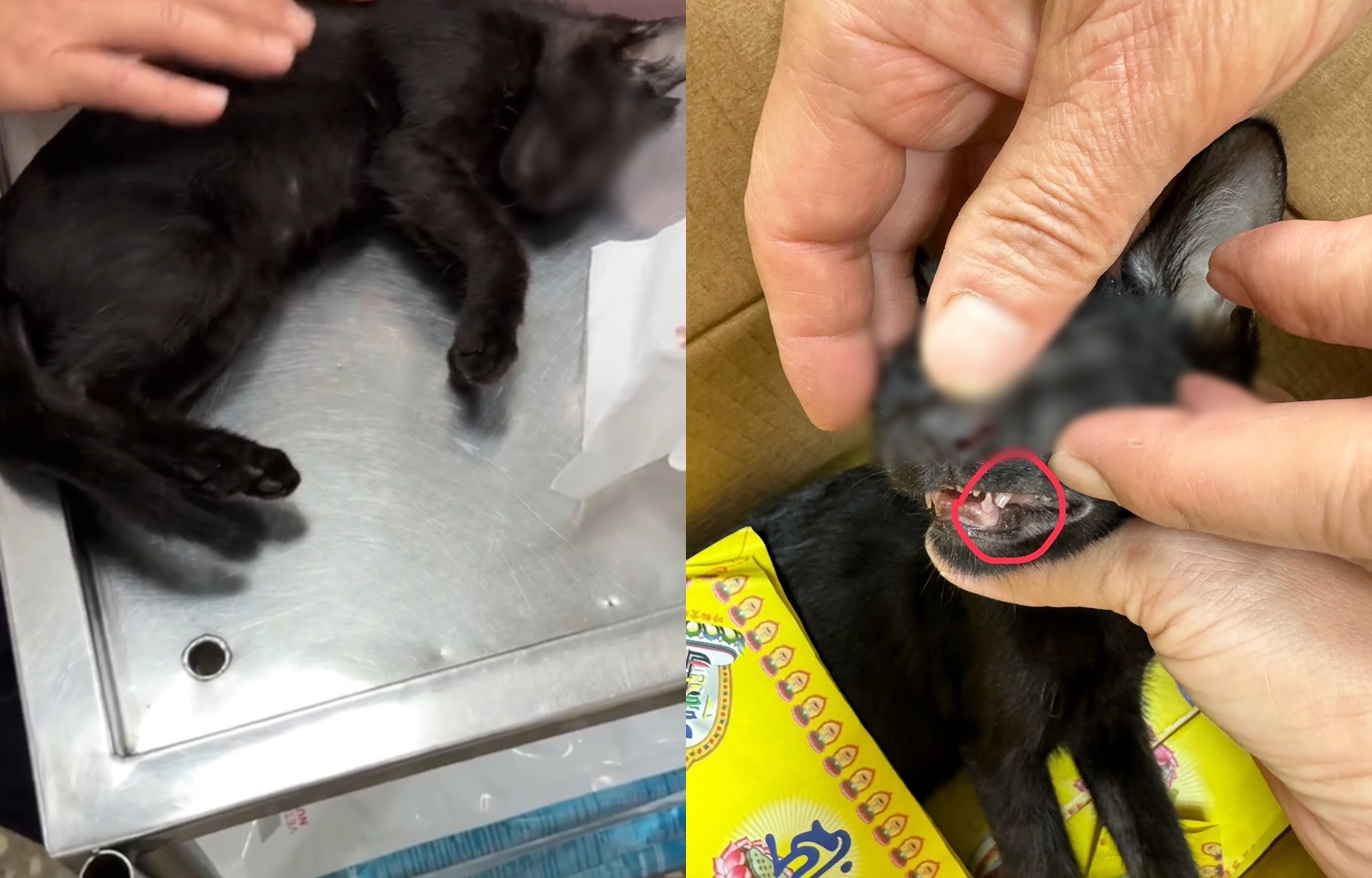 新北市一名鄭姓女子飼養3個月大的黑貓，遭到20歲男性友人施暴虐死。（翻攝自threads@_____ting___yu）