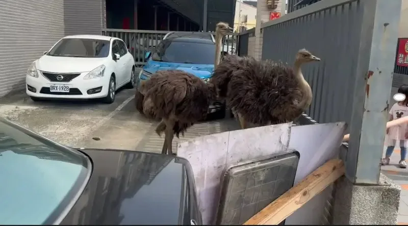 今天清晨，台中市烏日區有民眾驚見2隻高達2公尺的鴕鳥在台中、彰化交界附近的溪尾大橋大搖大擺散步。（台中市警局提供）
