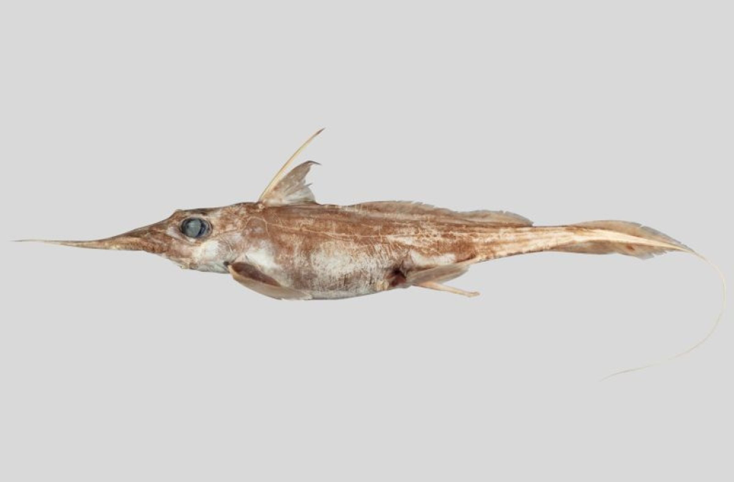 菲努奇博士以她的祖母命名這個新發現的物種「鬼鯊」,學名為「Harriotta avia」,「avia」在拉丁文中意指「祖母」。(翻攝niwa.co.nz)