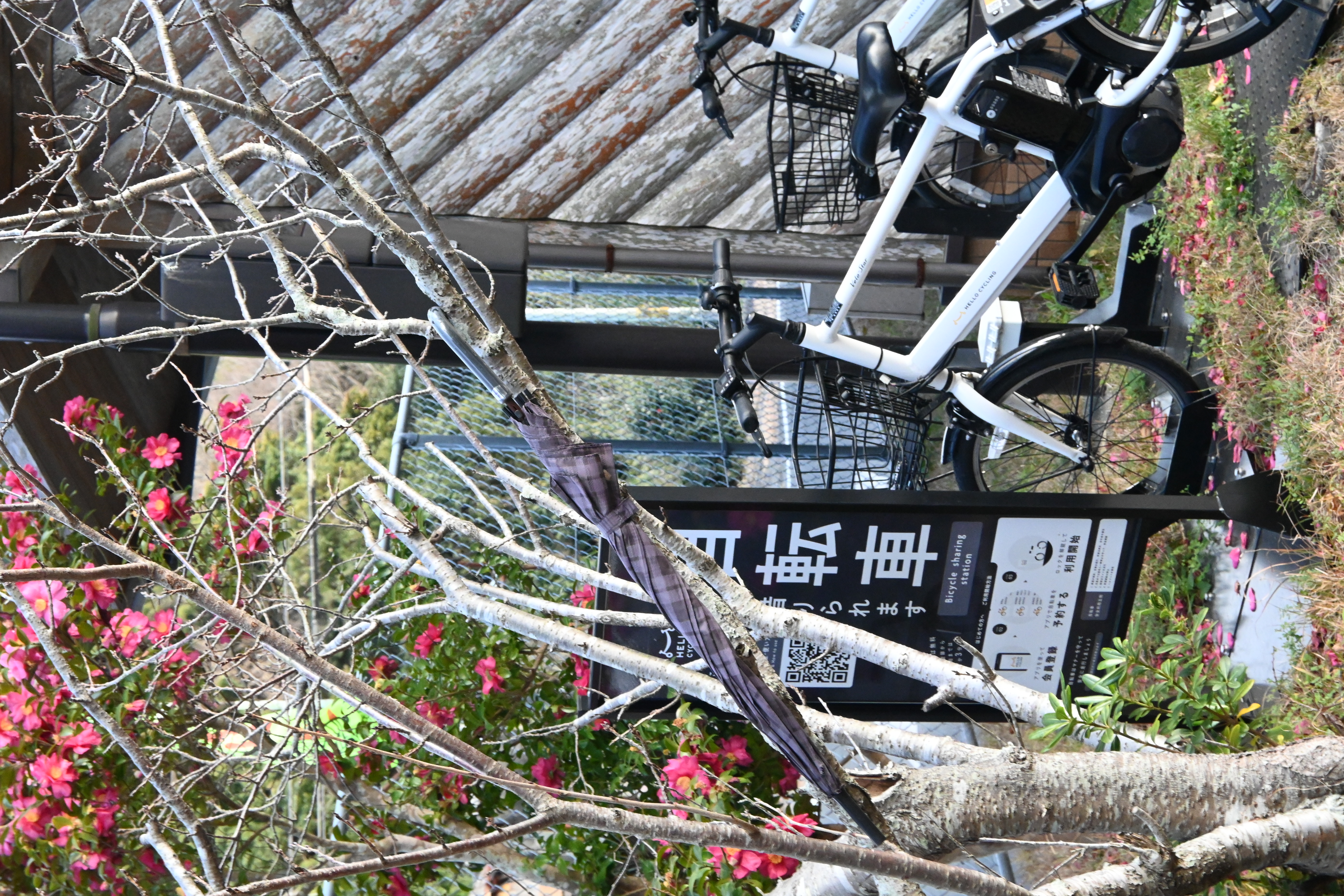 車款多為電動輔助自行車，騎乘上下坡更輕鬆，適合沿海與坡道路線。