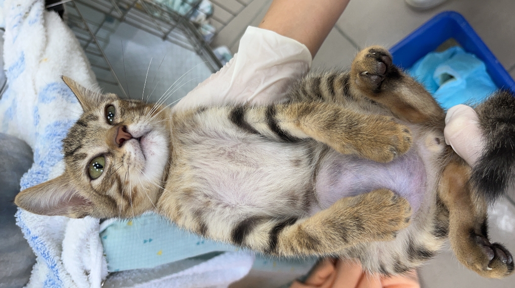 超萌小貓有個「大肚腩」。（新北動保處提供）