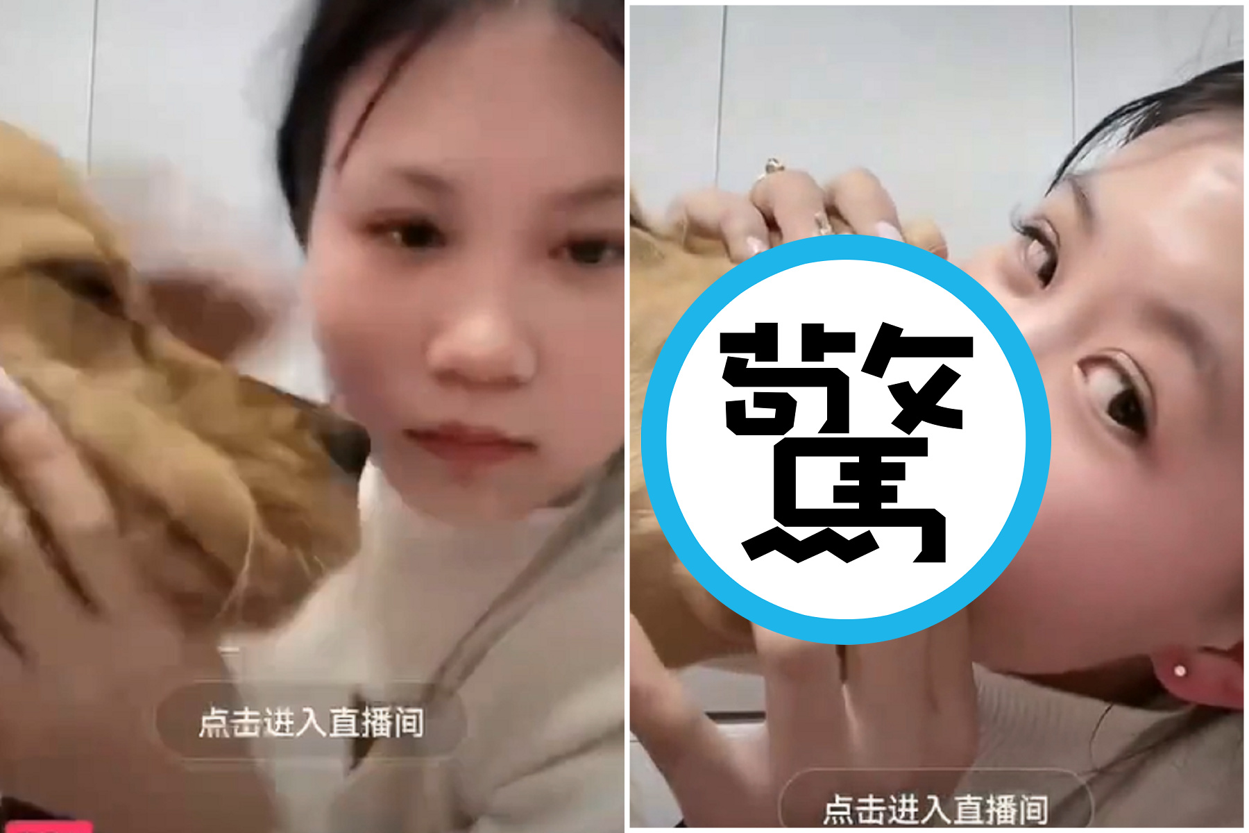 放開那隻狗!妹子為直播打賞無下限,硬上無辜狗狗喇舌噁爆。(翻自kanliao2.one)