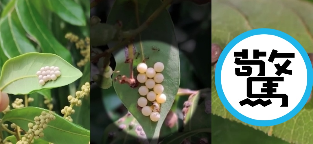 一名女網友在陽台晾曬襪子後，驚見衣物表面附著整齊排列的14顆白色蟲卵。（翻攝自臉書/呂軍逸（蝌蚪老師） 昆蟲＆生態講師）