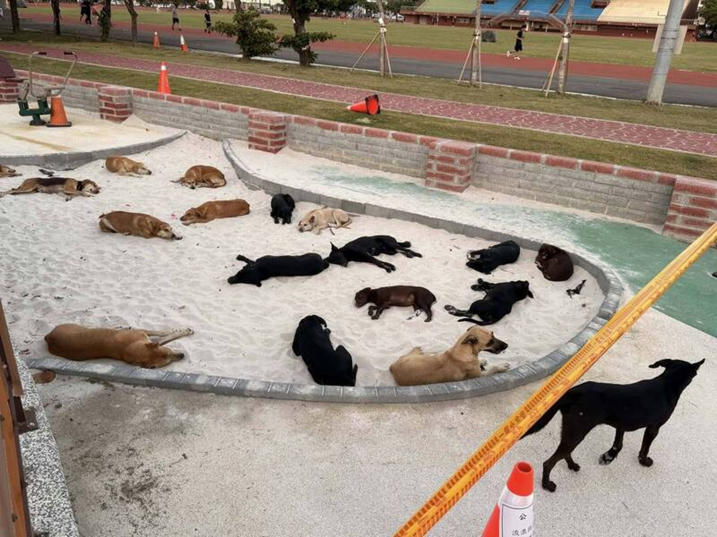彰化縣鹿港鎮體育場旁的兒童遊戲沙坑，近日出現多達22隻流浪犬群聚。（翻攝自臉書~~我愛鹿港小鎮~~2）