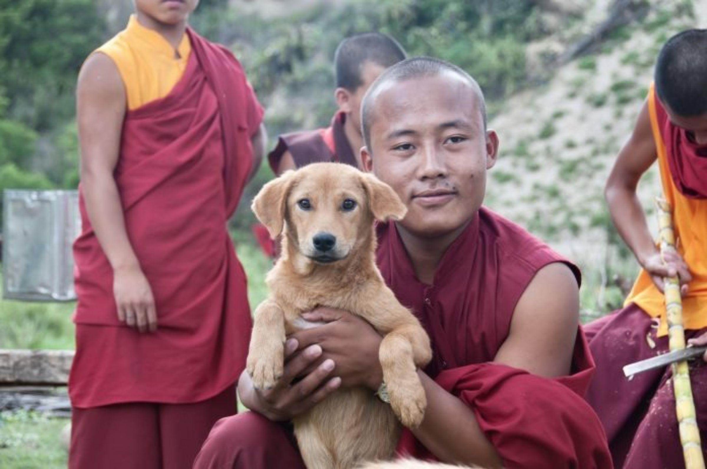 不丹耗時15年對國內流浪狗進行人道犬隻管理計畫，成為世界上第一個替全國流浪狗結紮並施打狂犬疫苗的國家。（翻攝自世界動物新聞）