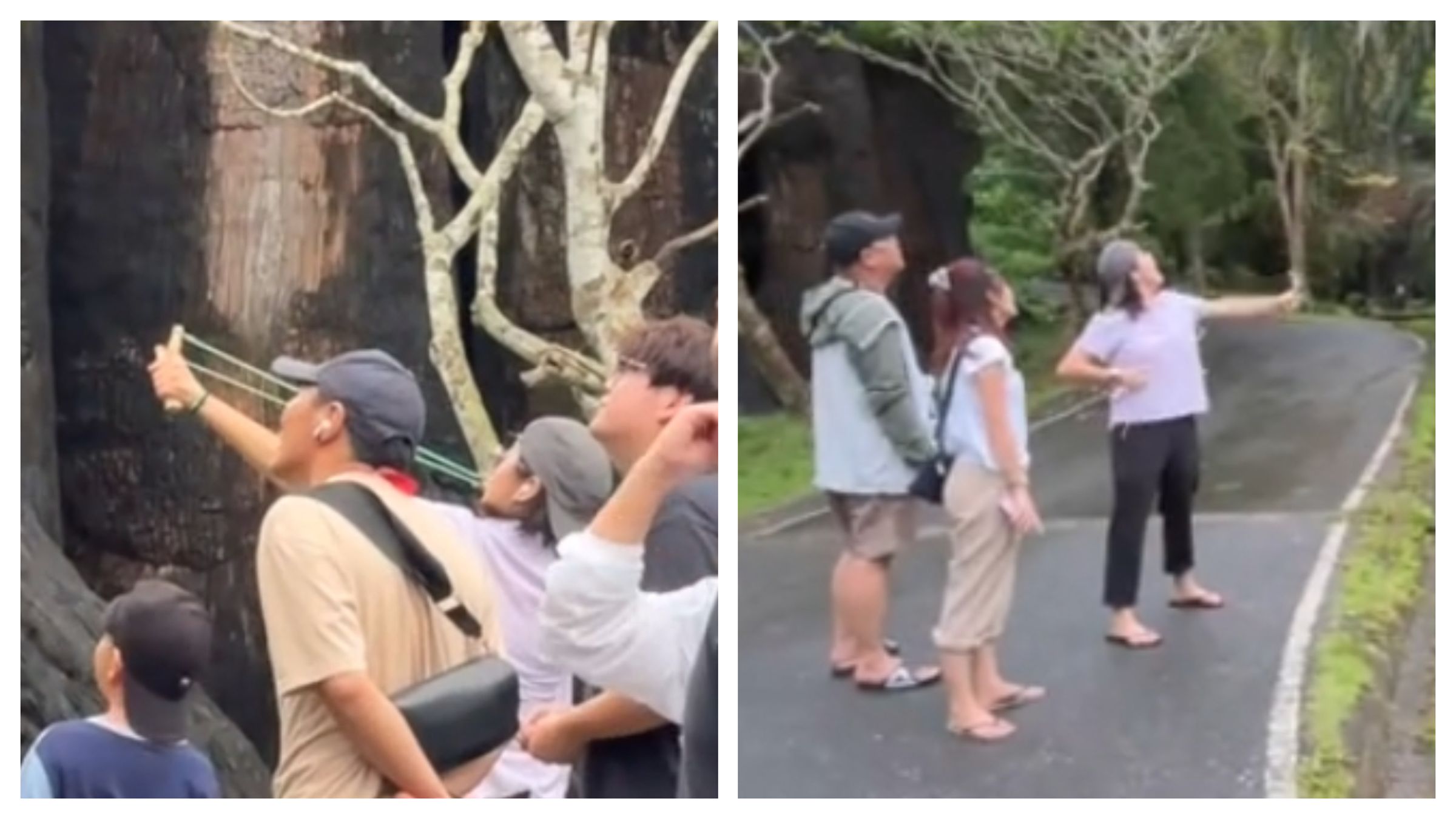 中國籍遊客在泰國動物園內使用彈弓。(翻攝自TikTok@patcharida_36)