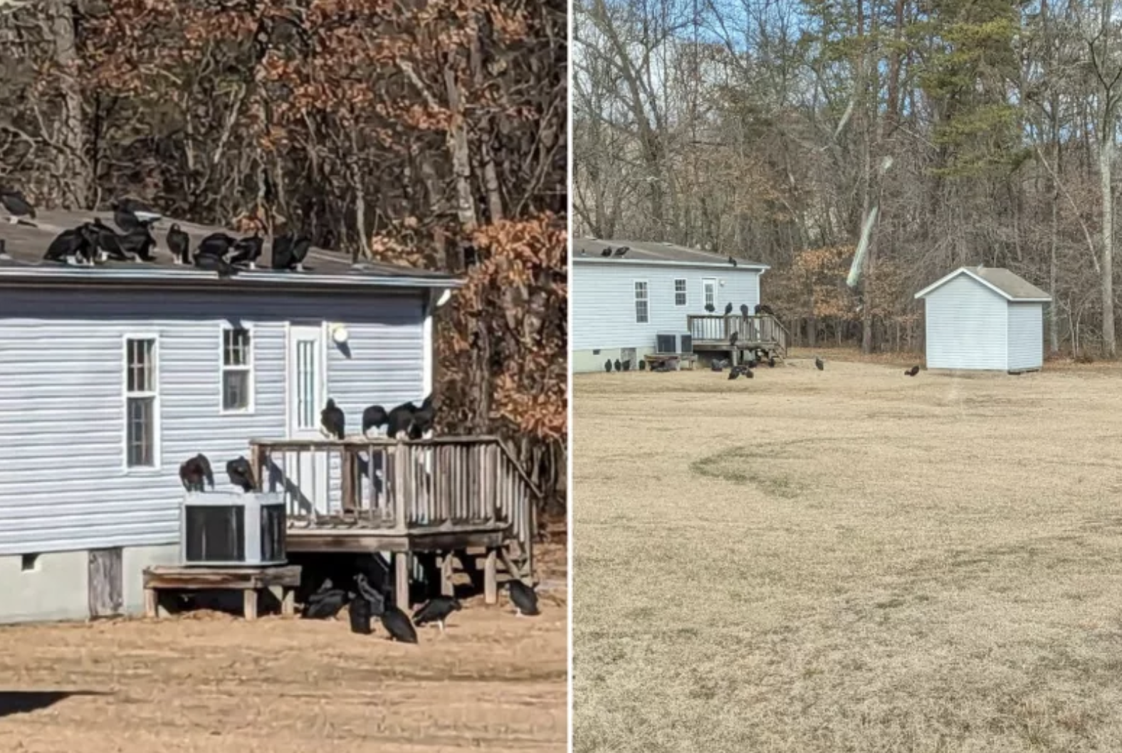 美國女經過鄰居家時，發現大量禿鷹聚集在屋頂。（翻攝自Reddit）