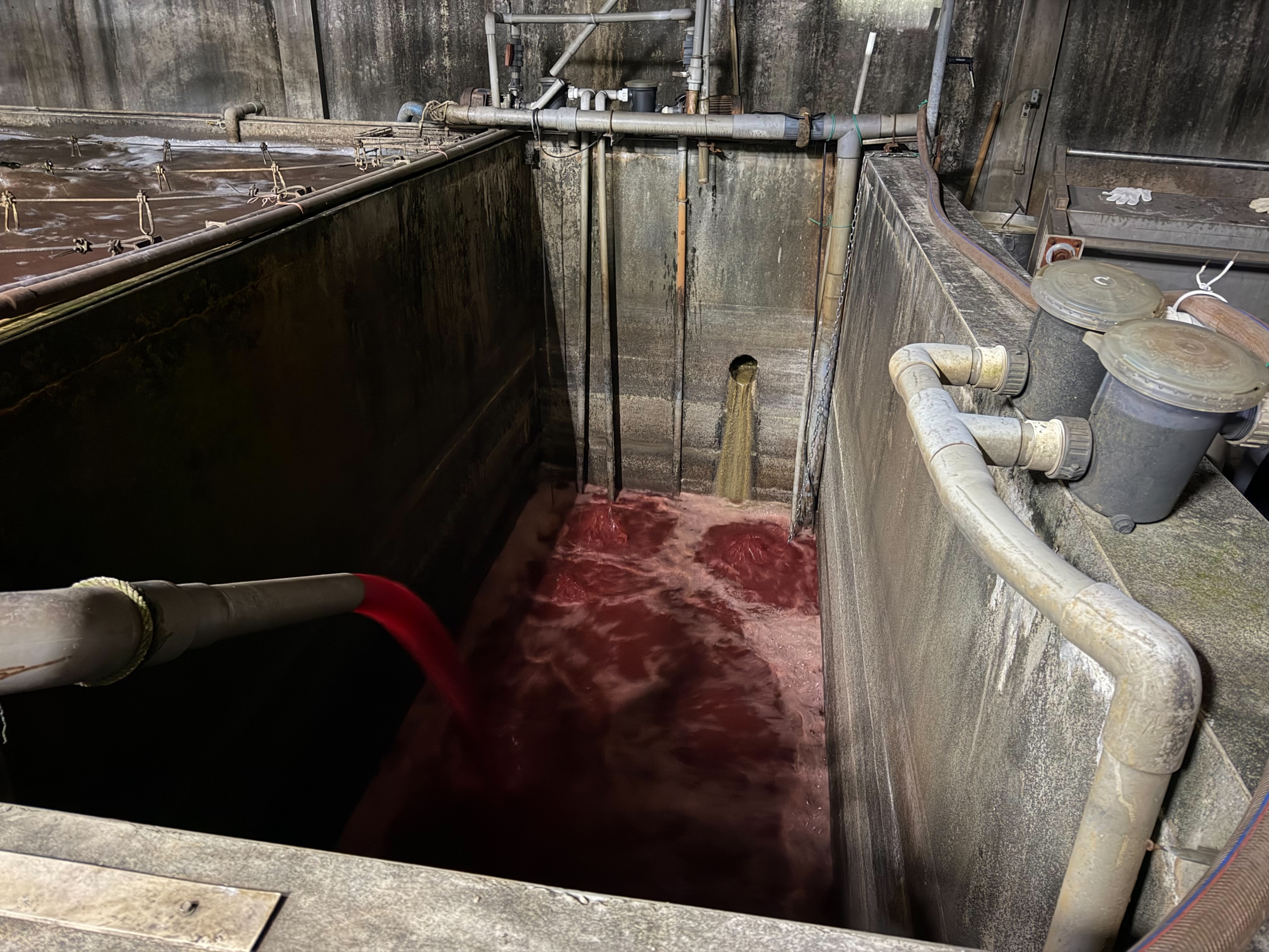 新北市泰山區福伯食品屠宰後的血水，先排至廢水池，再繞流排至水溝，新北市環保局前往工廠稽查發現，勒令停工。（新北市政府提供）