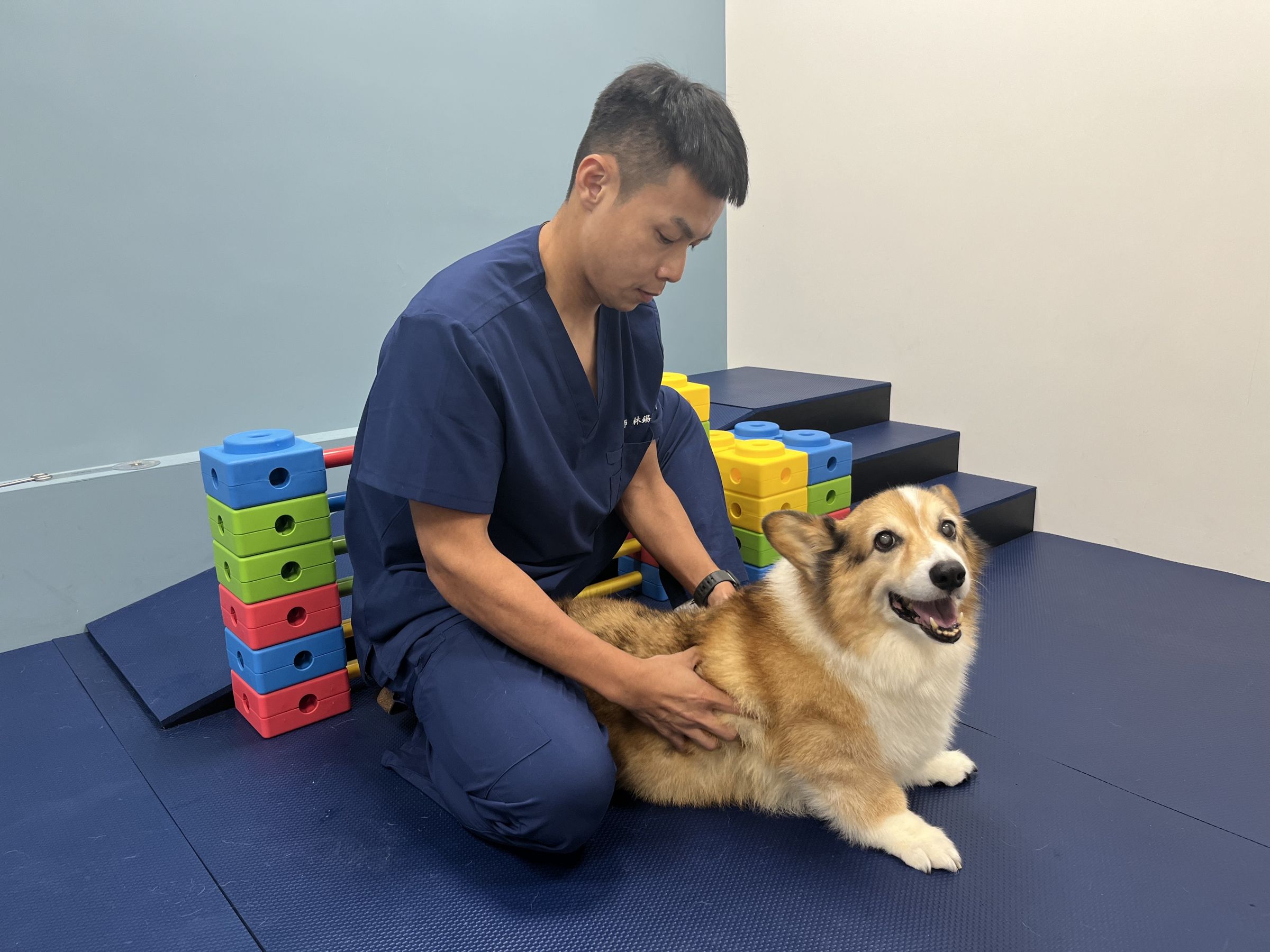 品種貓犬因基因變異導致體內賀爾蒙分泌失調或新陳代謝較慢，脂肪囤積容易，天生就有較高的肥胖風險。（小王子動物醫院提供）