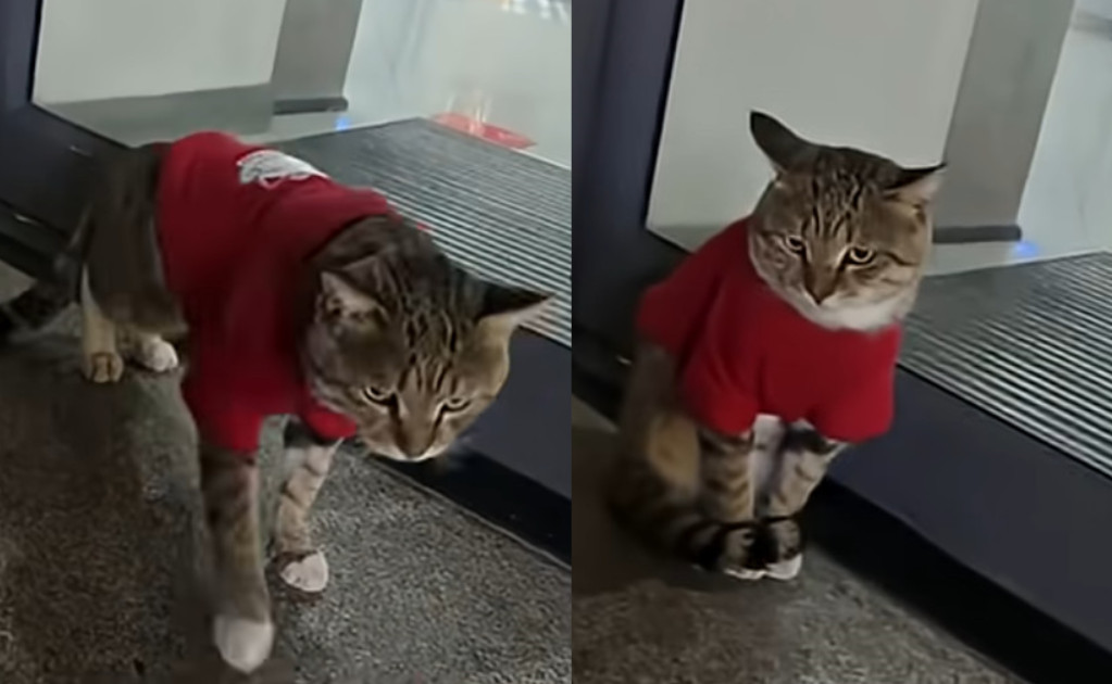 一名虎斑貓穿可愛制服站在銀行門口迎接顧客在網路爆紅。（翻攝YT頻道「Catherine Ren」）