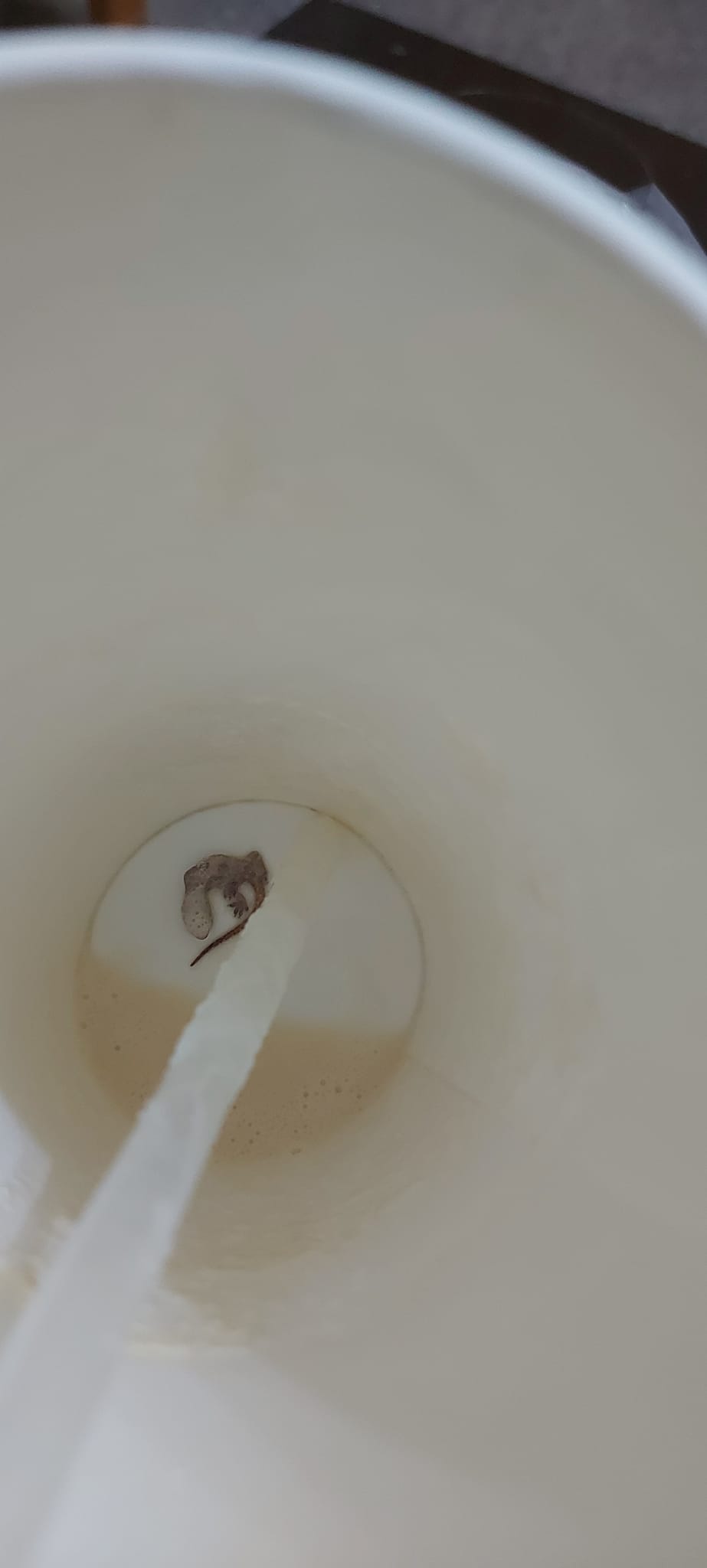 有網友喝奶蓋喝到最後,發現杯子裡面竟然有類似「茶葉」的異物。(翻攝自爆料公社二社)