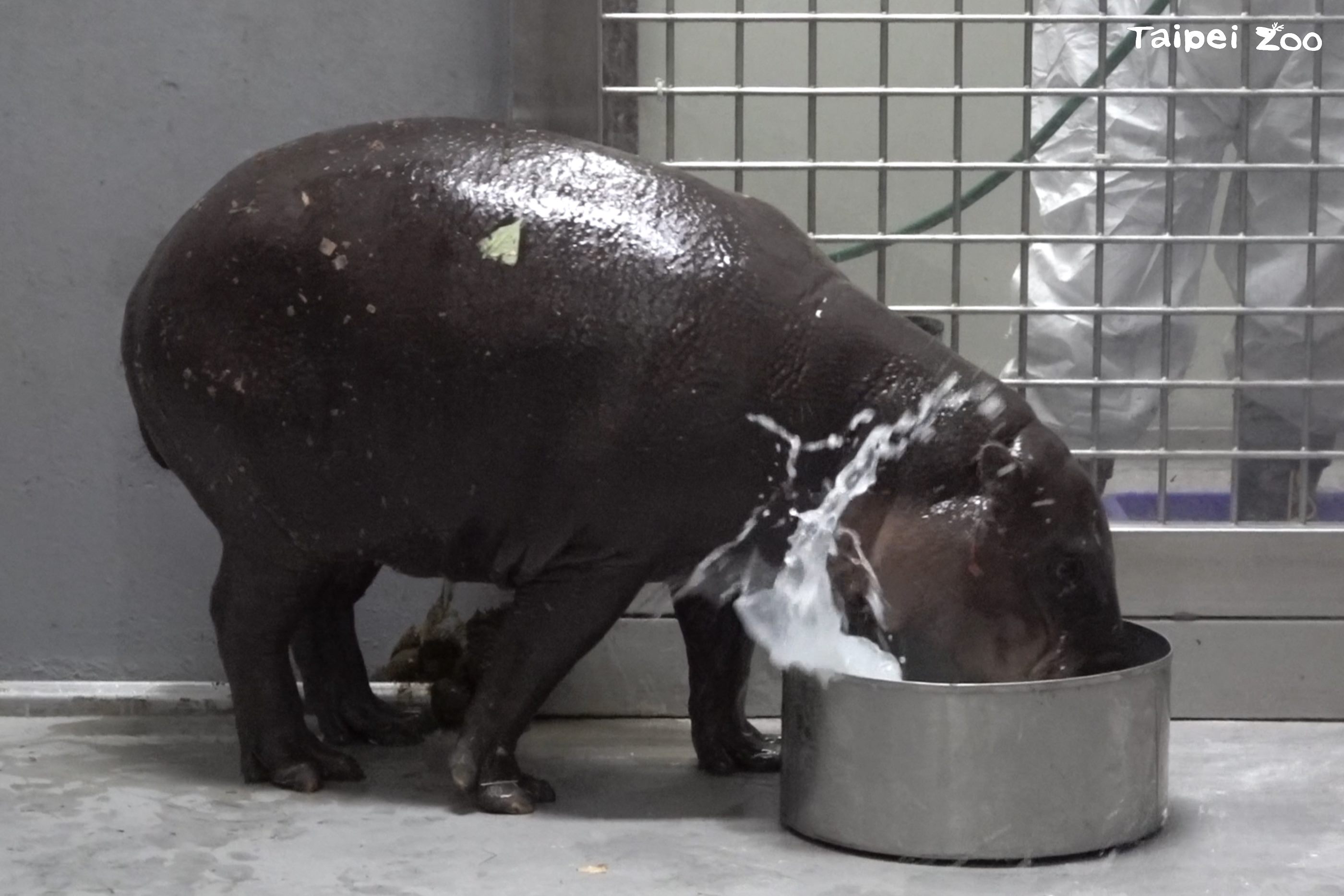Thabo目前狀態良好,觀察到正常進食、排泄,也迫不及待玩水盆裡的水。(台北市立動物園提供)