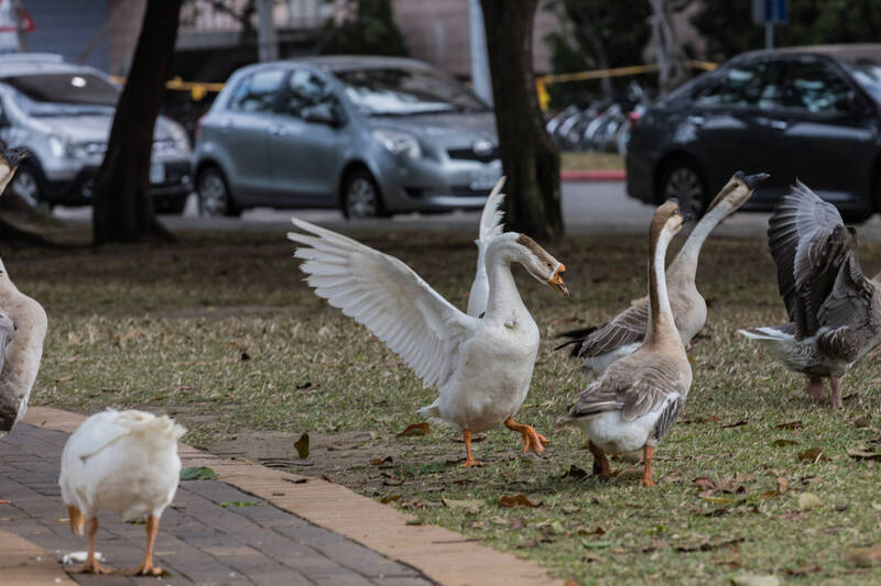 中興大學湖畔常見的鵝群在校園悠閒覓食。（興大提供）