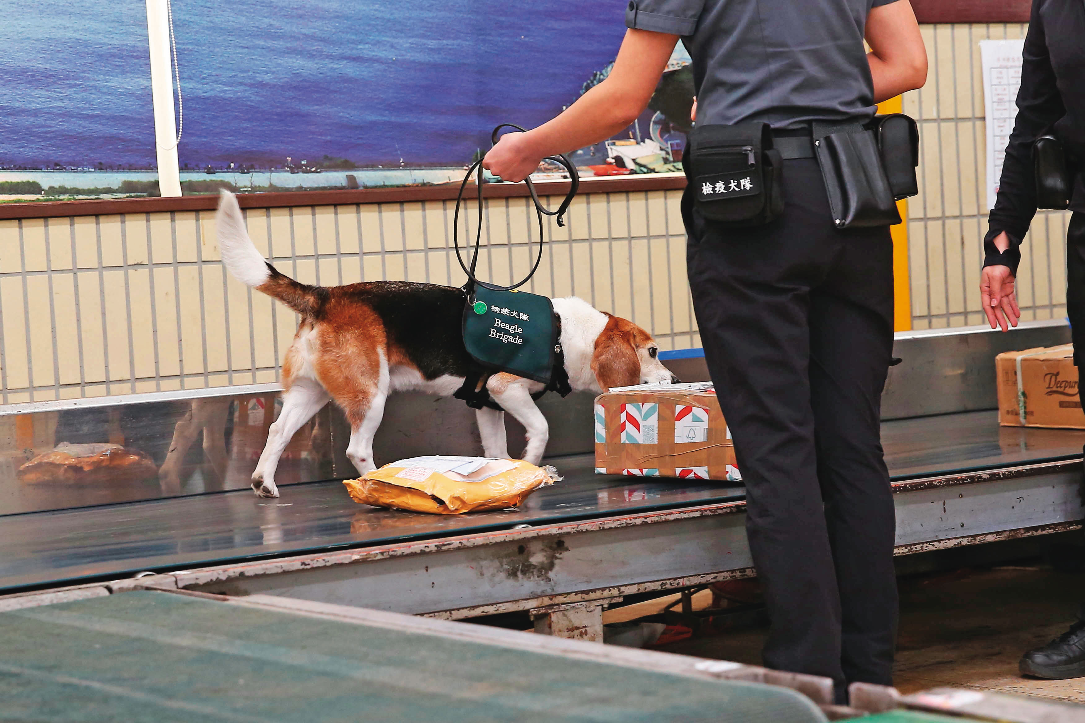 緝毒犬會抽驗自國外寄回台的包裹，去年聞出寄往殷琪家的物品有大麻。