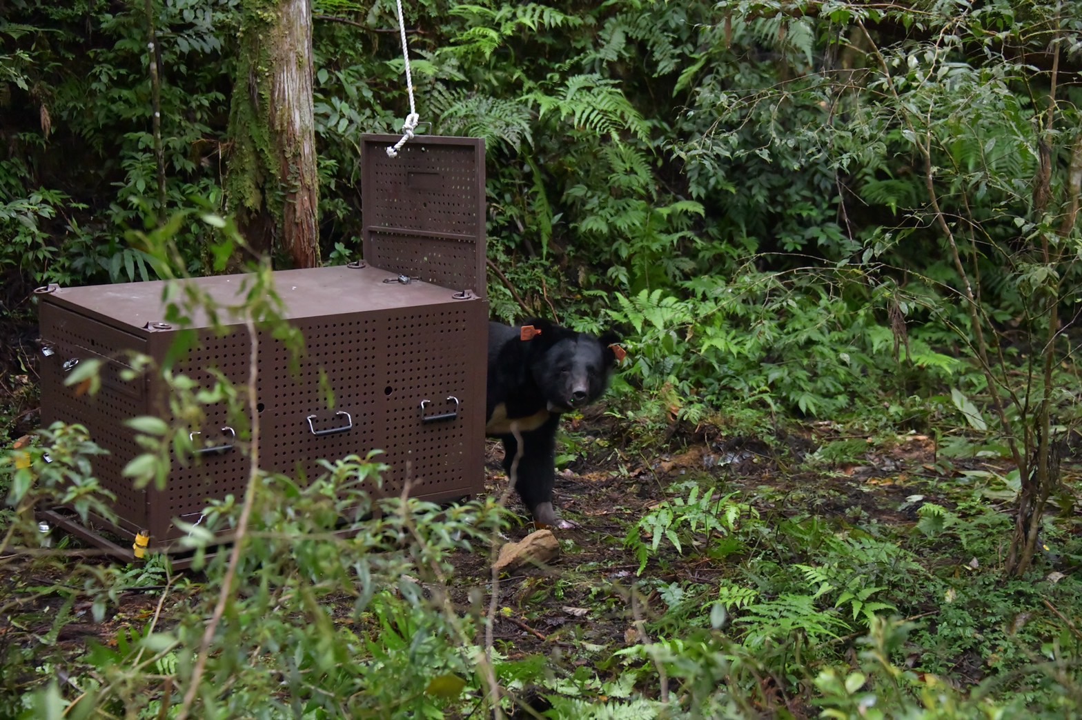 卓溪黑熊Da qu-ali近日傷癒獲得野放。（林業及自然保育署花蓮分署提供）