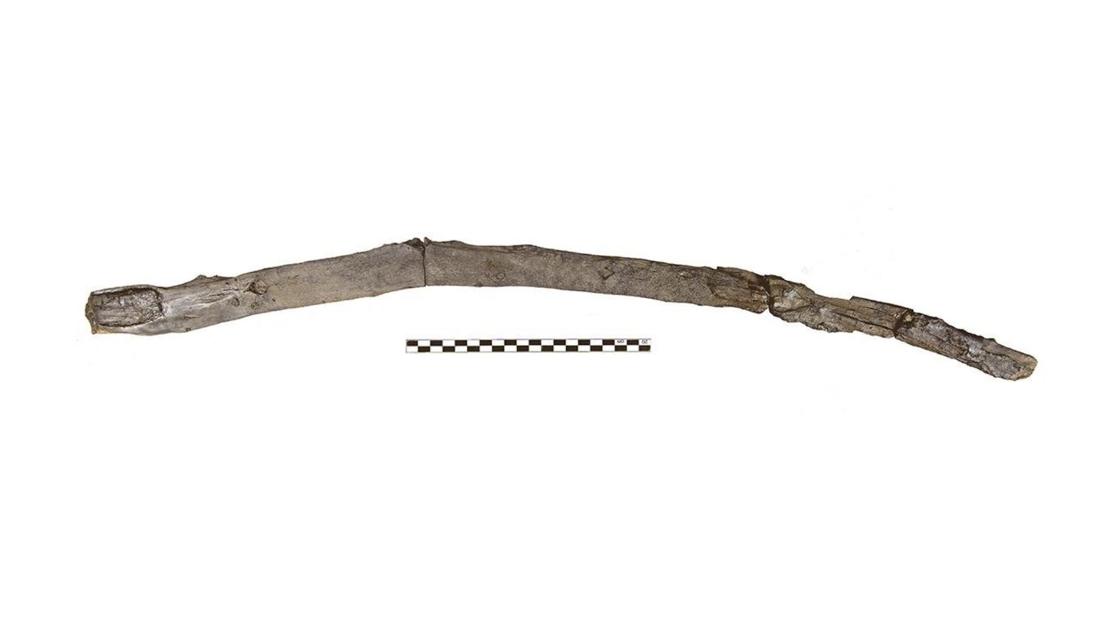 43萬年前「魔法棒」出土!用途曝光 學者驚呼:太罕見