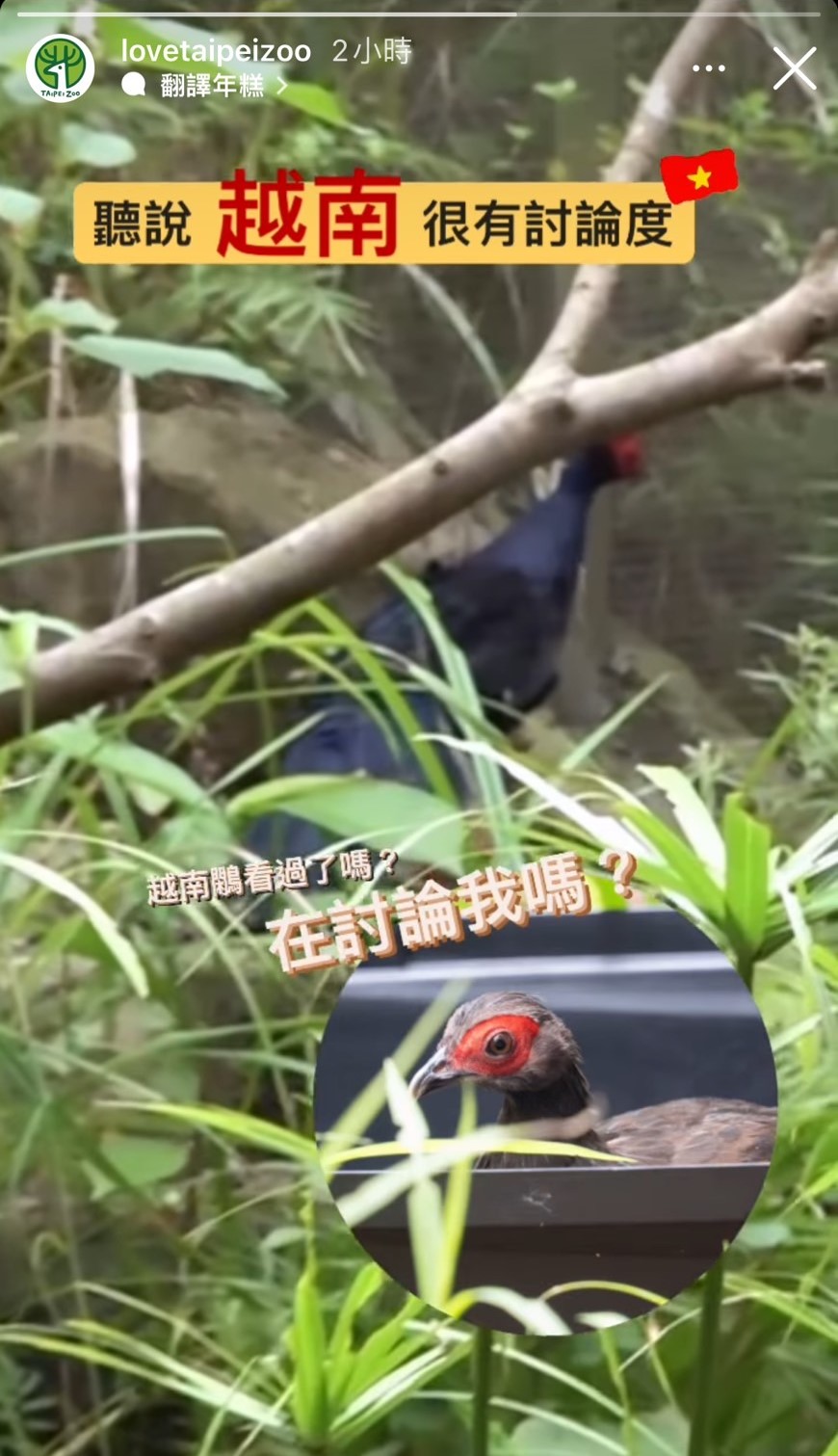 台北市立動物園介紹「越南鷴」。（翻攝台北市立動物園IG）