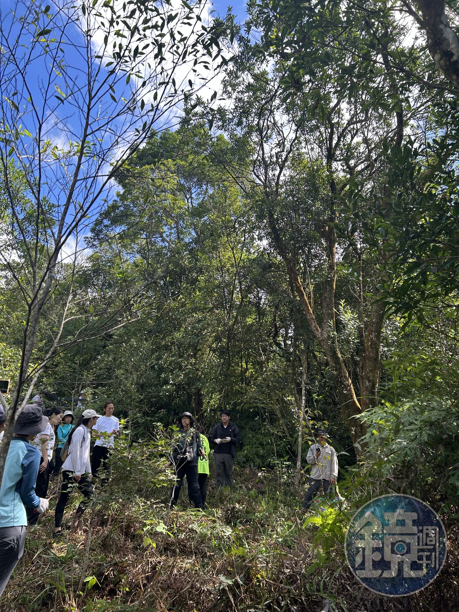 金控同仁志工利用週末假日到台北山區，植樹固土，替未來種下一份希望。