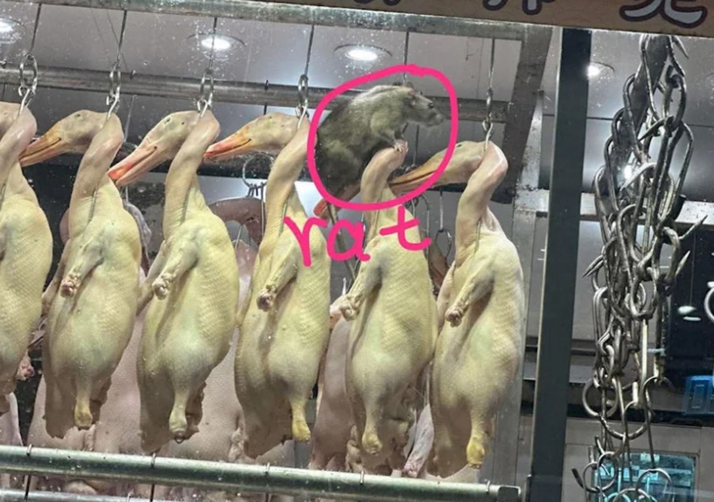 九龍燒臘店被拍到巨鼠後,當地食環署立刻上門稽查開罰。(翻攝自FB社團 香港乳豬乳鴿關注組)