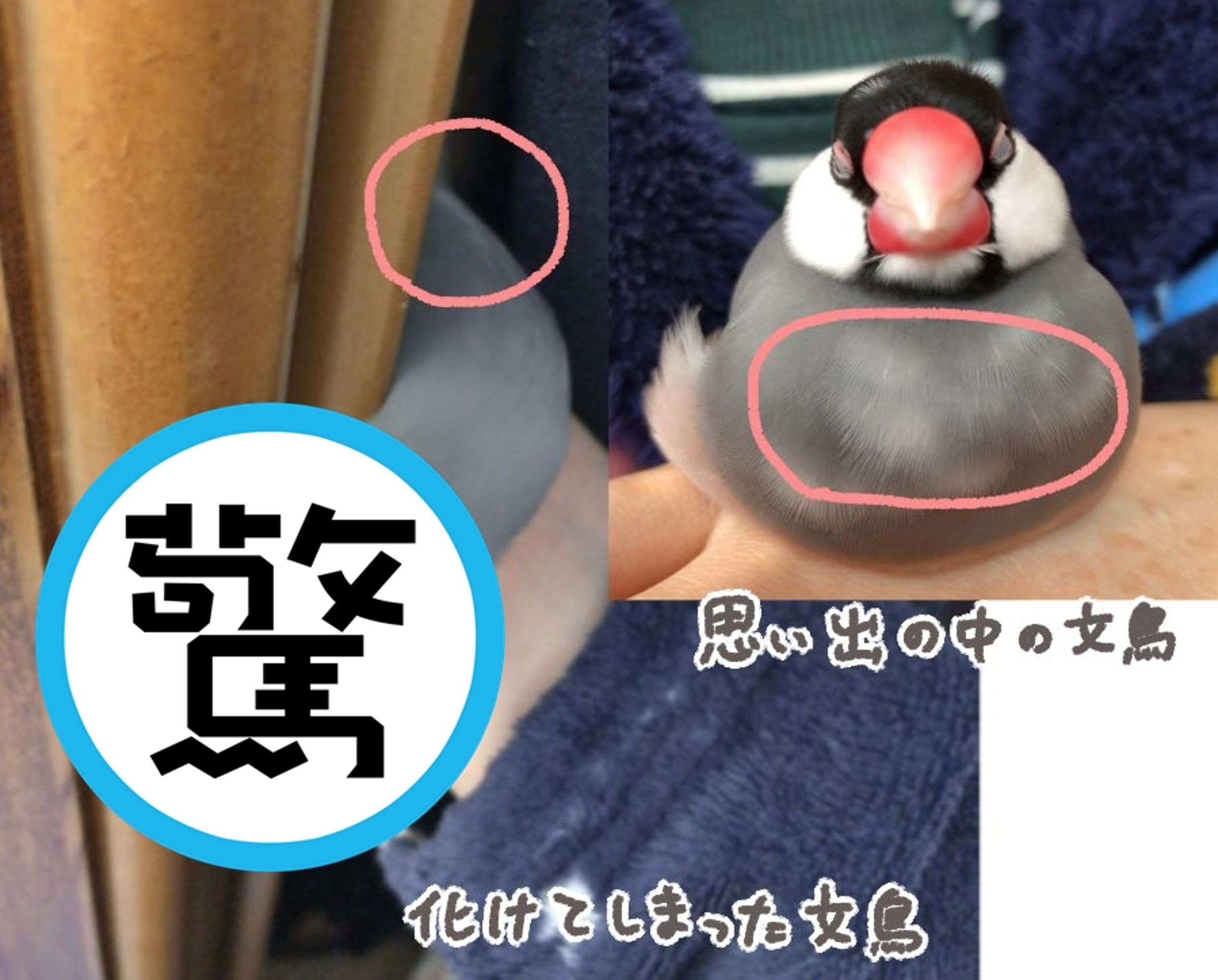 日本一隻文鳥被帶離自己最喜歡的衣櫥時相當不滿。(翻攝自X@bubunno_bunsan)