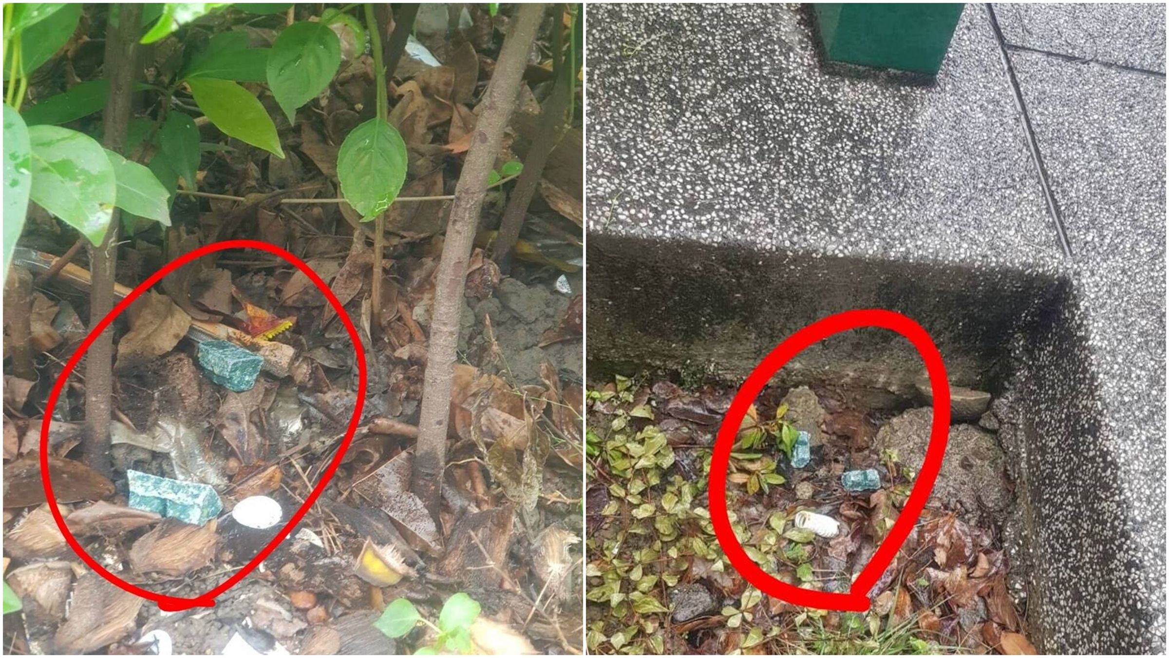 台北市鼠患問題日漸嚴重,市議員林亮君抨擊,蔣萬安市府在捷運雙連站旁線形公園樹穴放置老鼠藥,恐危及孩童與寵物。(翻攝自臉書@林亮君)