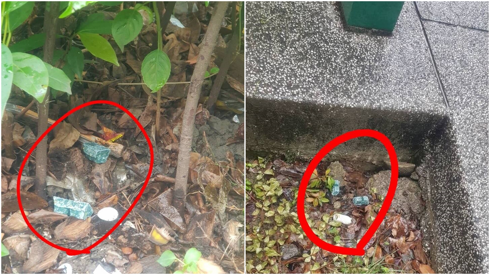台北市鼠患問題日漸嚴重，市議員林亮君抨擊，蔣萬安市府在捷運雙連站旁線形公園樹穴放置老鼠藥，恐危及孩童與寵物。（翻攝自臉書@林亮君）
