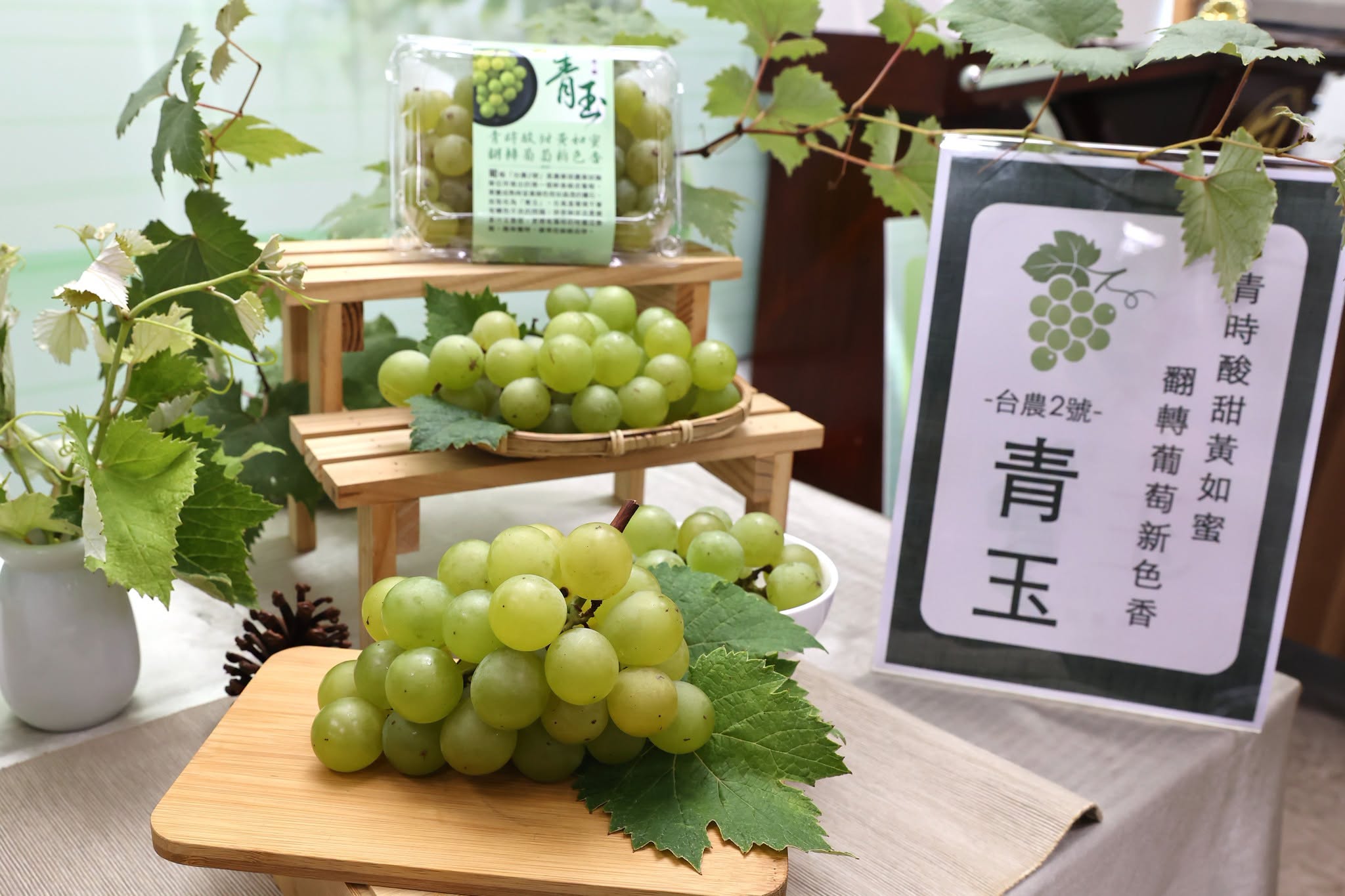 農業試驗所成功研發葡萄新品種「台農2號-青玉」。（農試所提供）