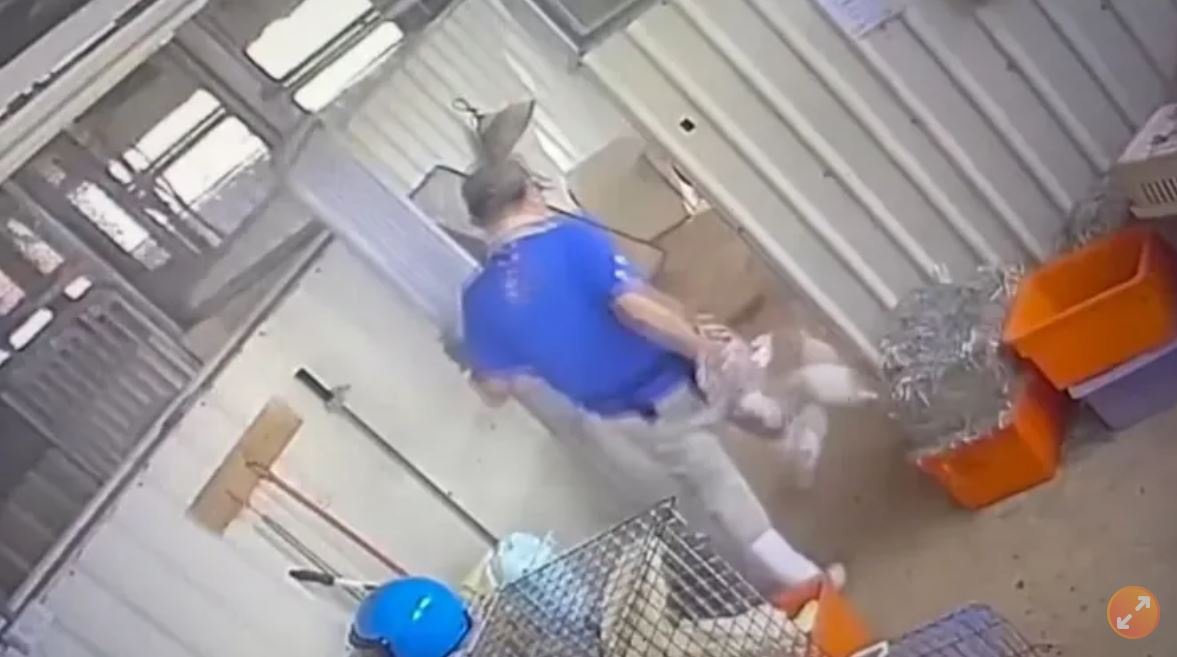 埔心牧場陳姓獸醫用腳踩住兔子，行徑殘忍。（愛兔協會提供）