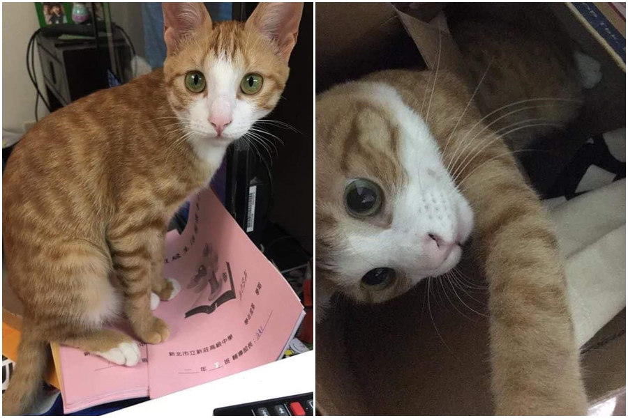 康老師的愛貓「貓咪」受困多日，今天終於獲救。（翻攝自Yao Meng-Hsi臉書）