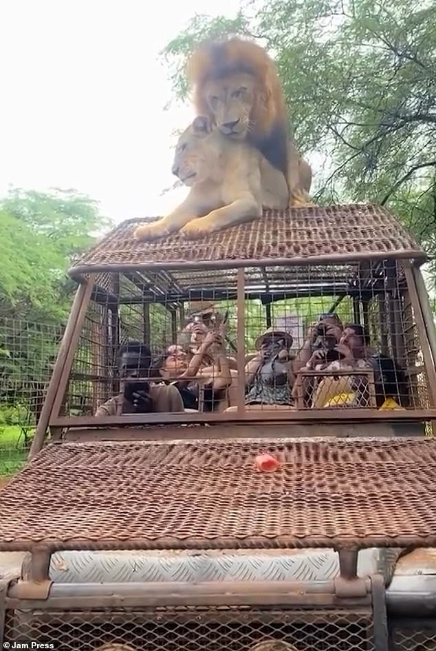 公獅與母獅在遊覽車上愛愛。(翻自《每日郵報》)