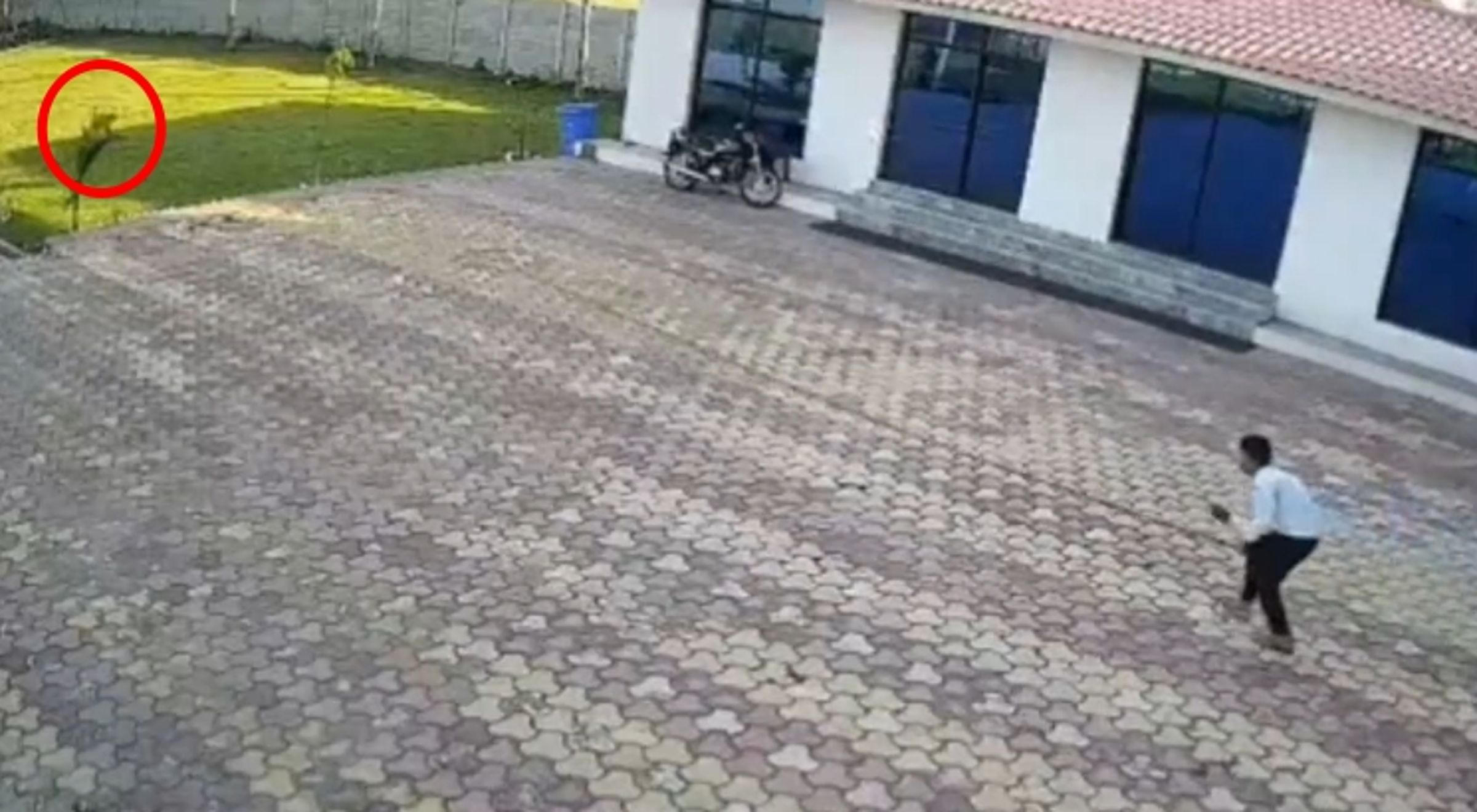 印度中央邦發生一起駭人電擊意外，度假村員工在驅趕猴子時不慎讓手中鐵桿接觸高壓電線。（翻攝自X）