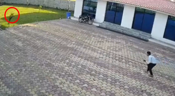 印度中央邦發生一起駭人電擊意外,度假村員工在驅趕猴子時不慎讓手中鐵桿接觸高壓電線。(翻攝自X)