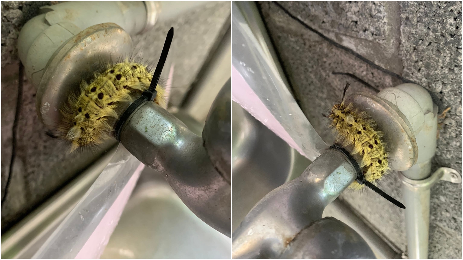 1名網友在公司洗手台洗杯子時，赫然發現1隻超大綠色毛毛蟲纏繞在水龍頭上。（翻攝自臉書@爆廢公社）