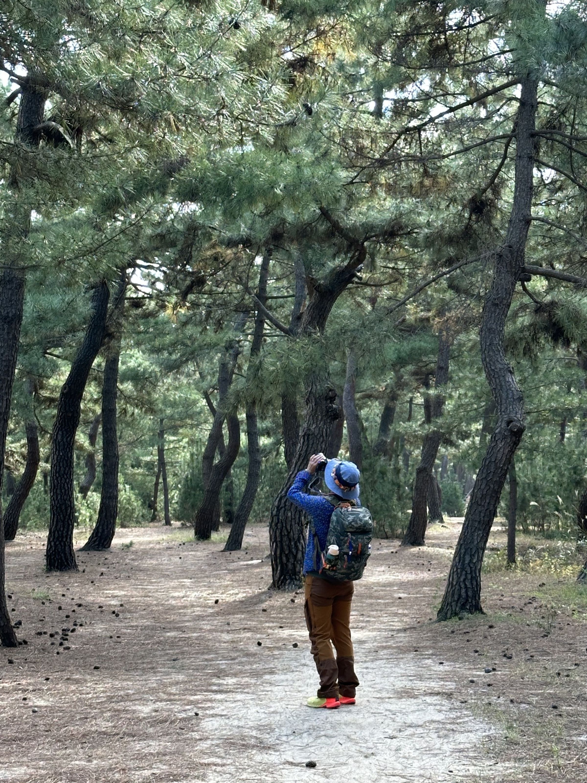 接著沙灘邊開始出現松林小徑。